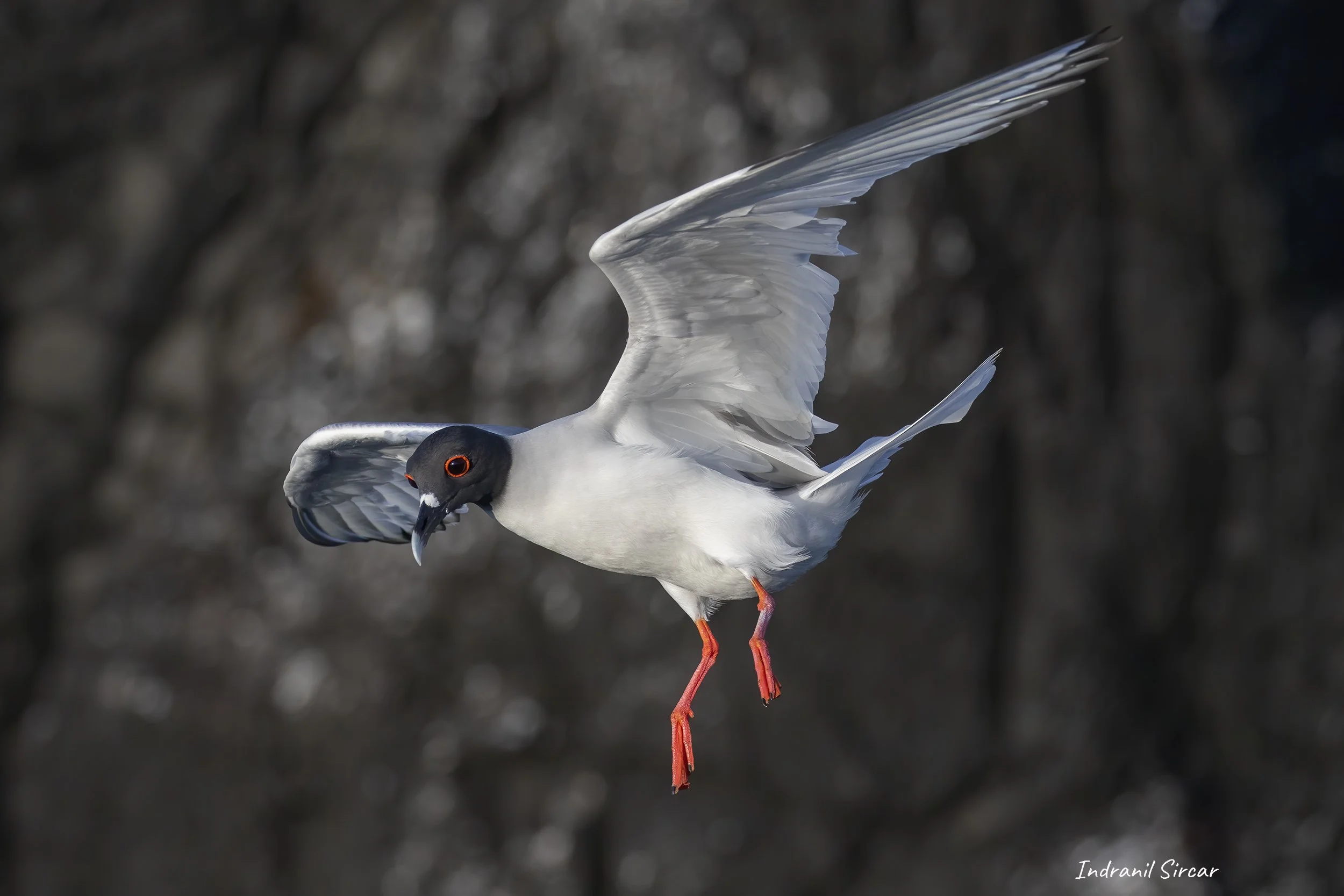 Swallow-tailed_Gull_L3A5065_Espaniola_PuntaSuarez_Galapagos_Equador.jpg