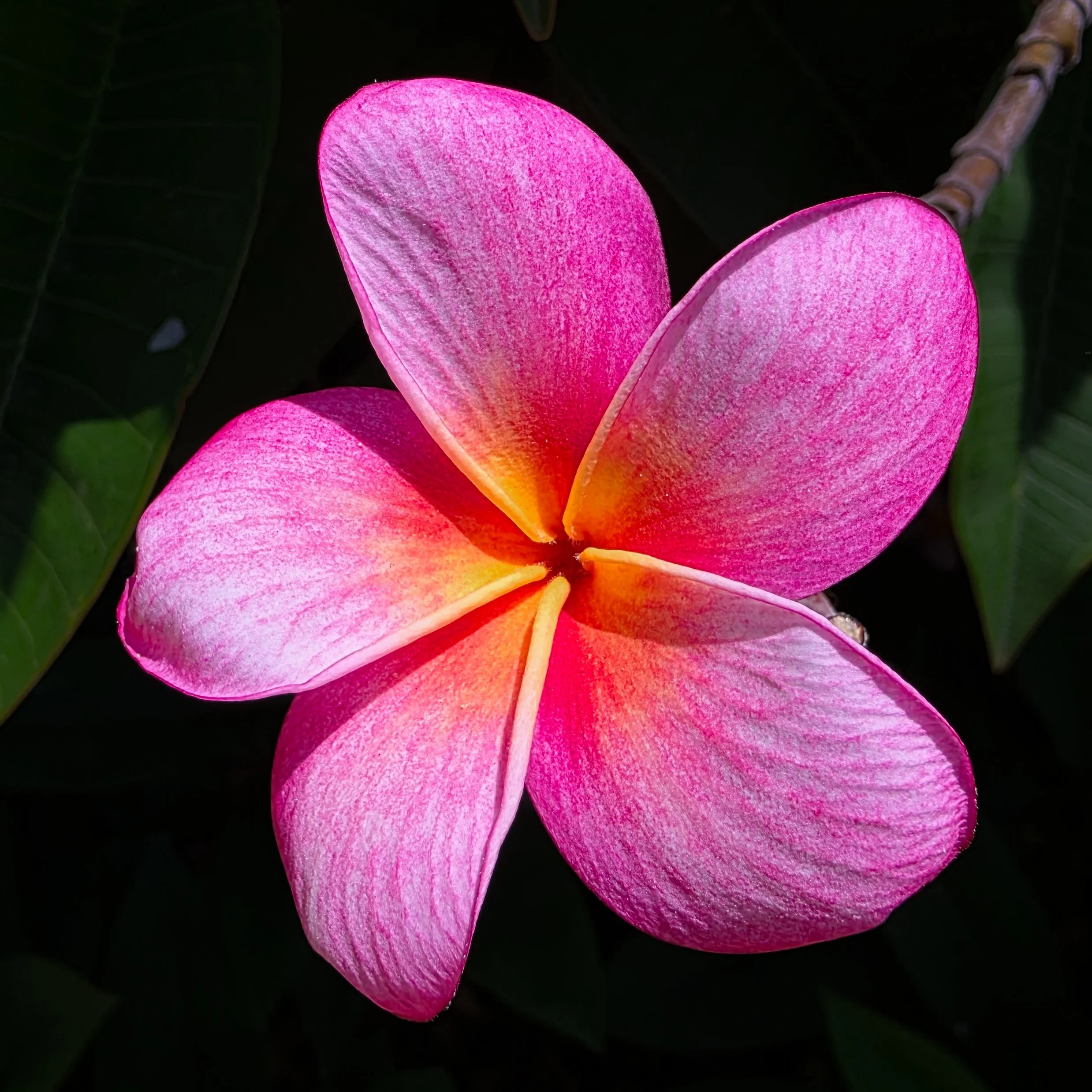 Plumerias, Koko Crater Botanical Garden, Oahu, Hawaii