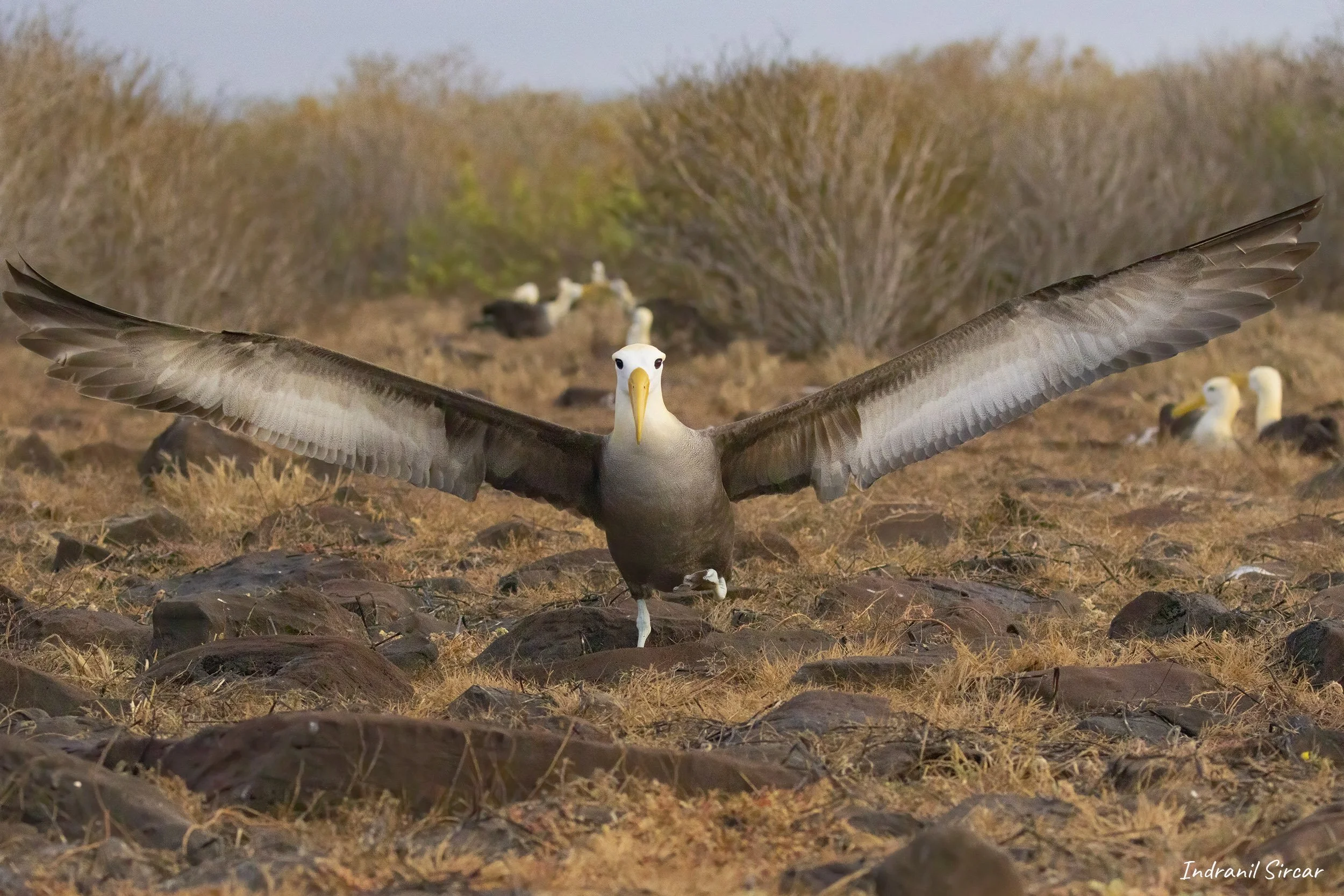 Waved_albartross_Takeoff_L3A4481_Espaniola_PuntaSuarez_Galapagos_Equador.jpg