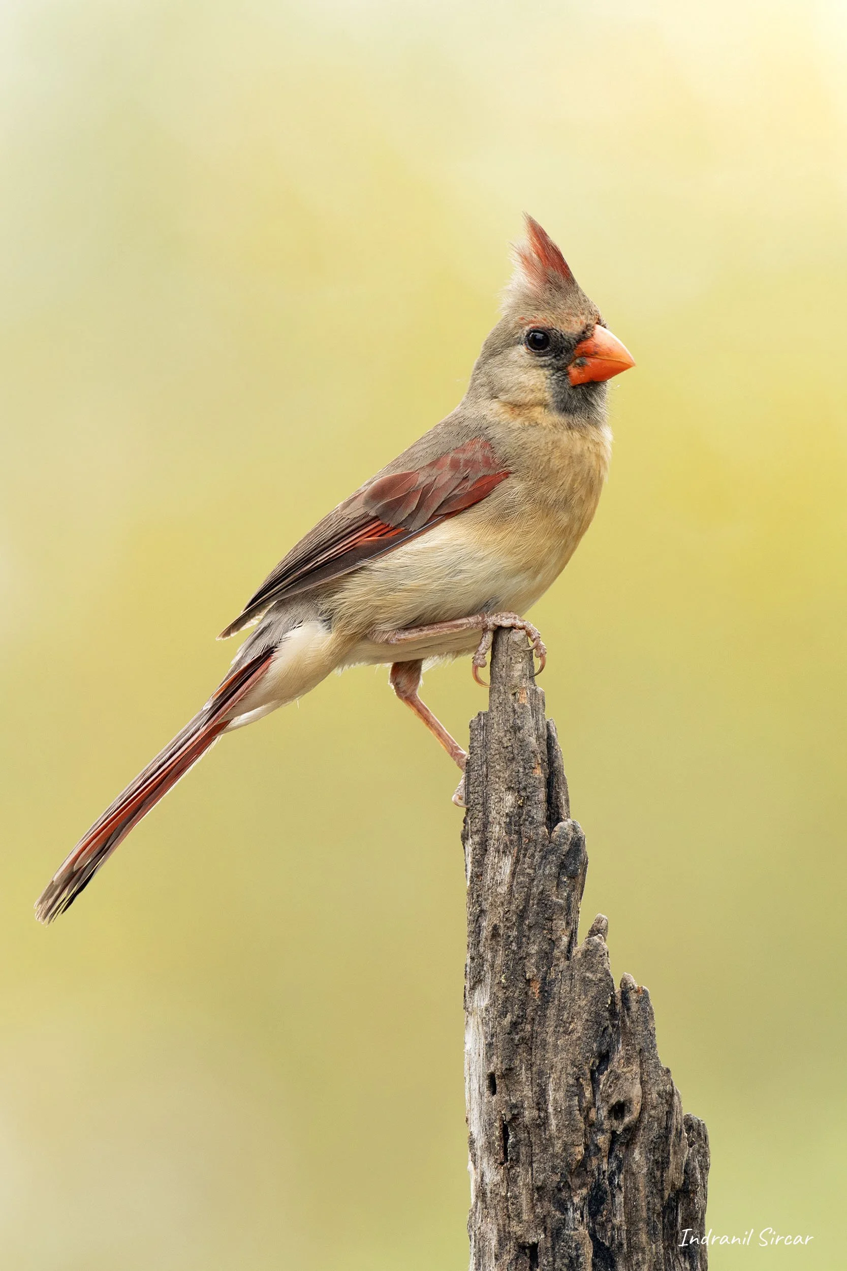 Northern_Cardinal_Female_45A0540_19-04-12_RioGrande_TX.jpg
