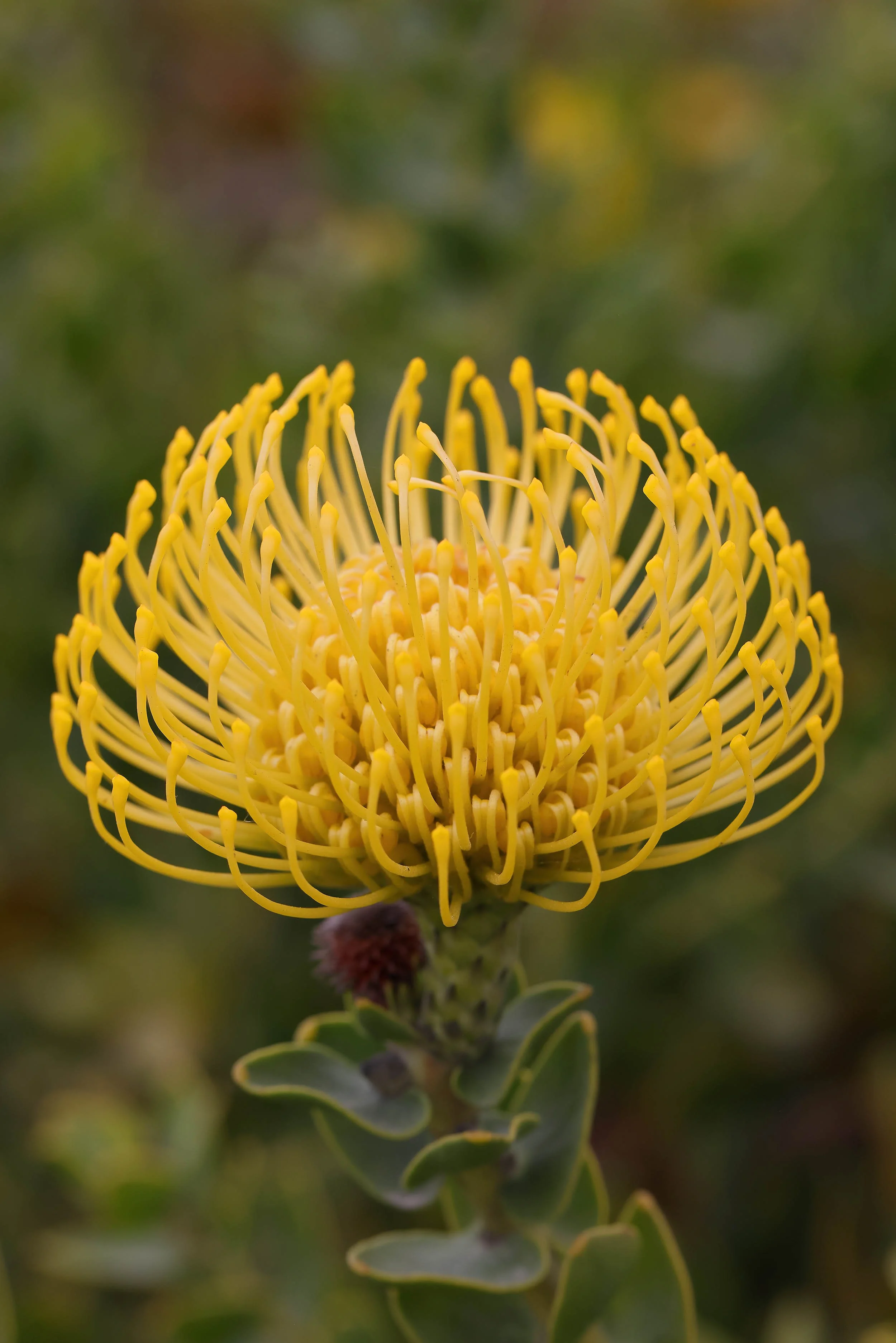 Pincushion Protea