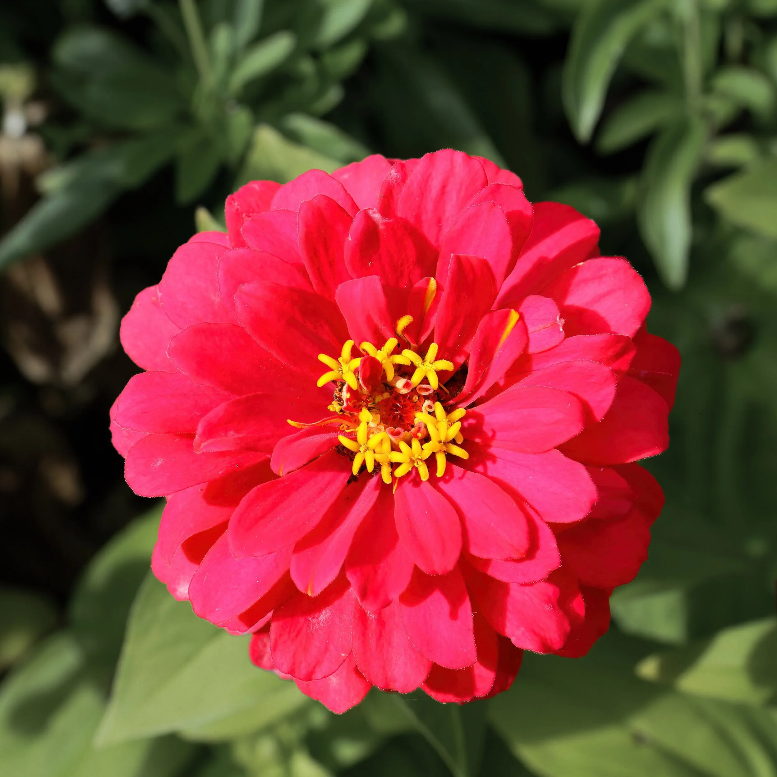 Zinnia_elegans_67A6965_5DMK3_ButchartGardens_Canada-2.jpg