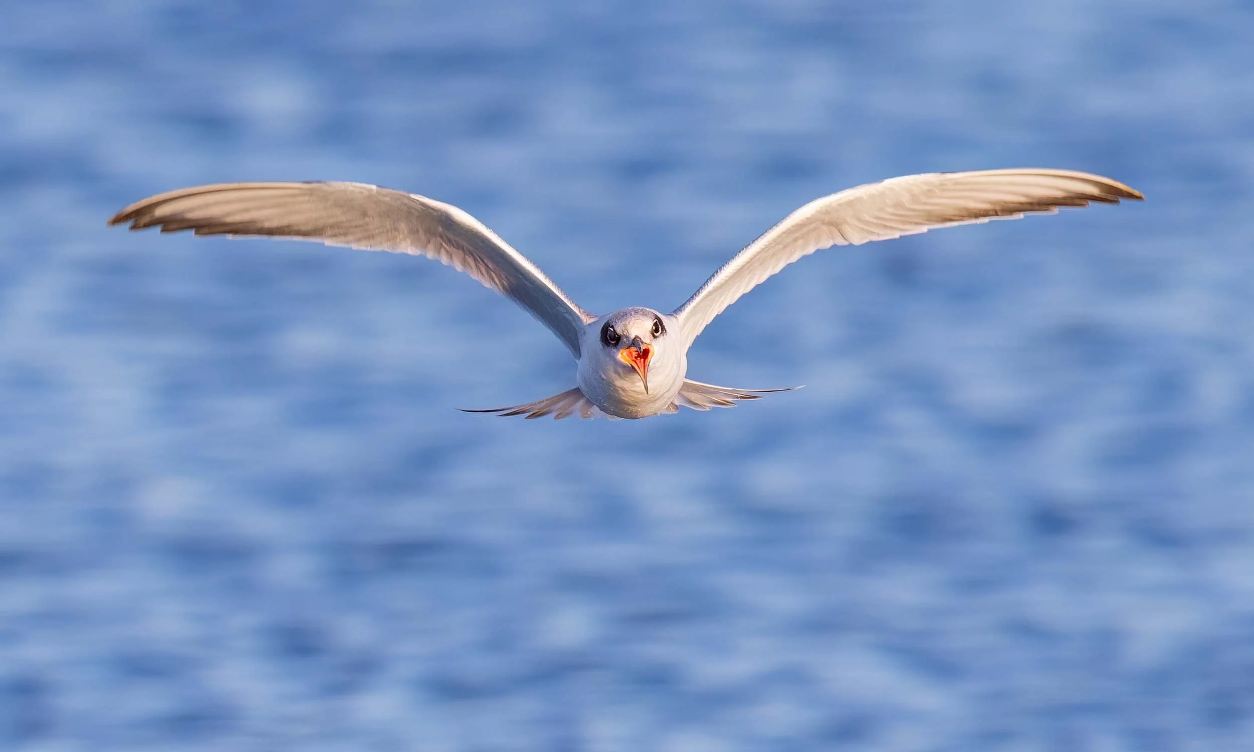 Incoming Juvenile Forster's Tern