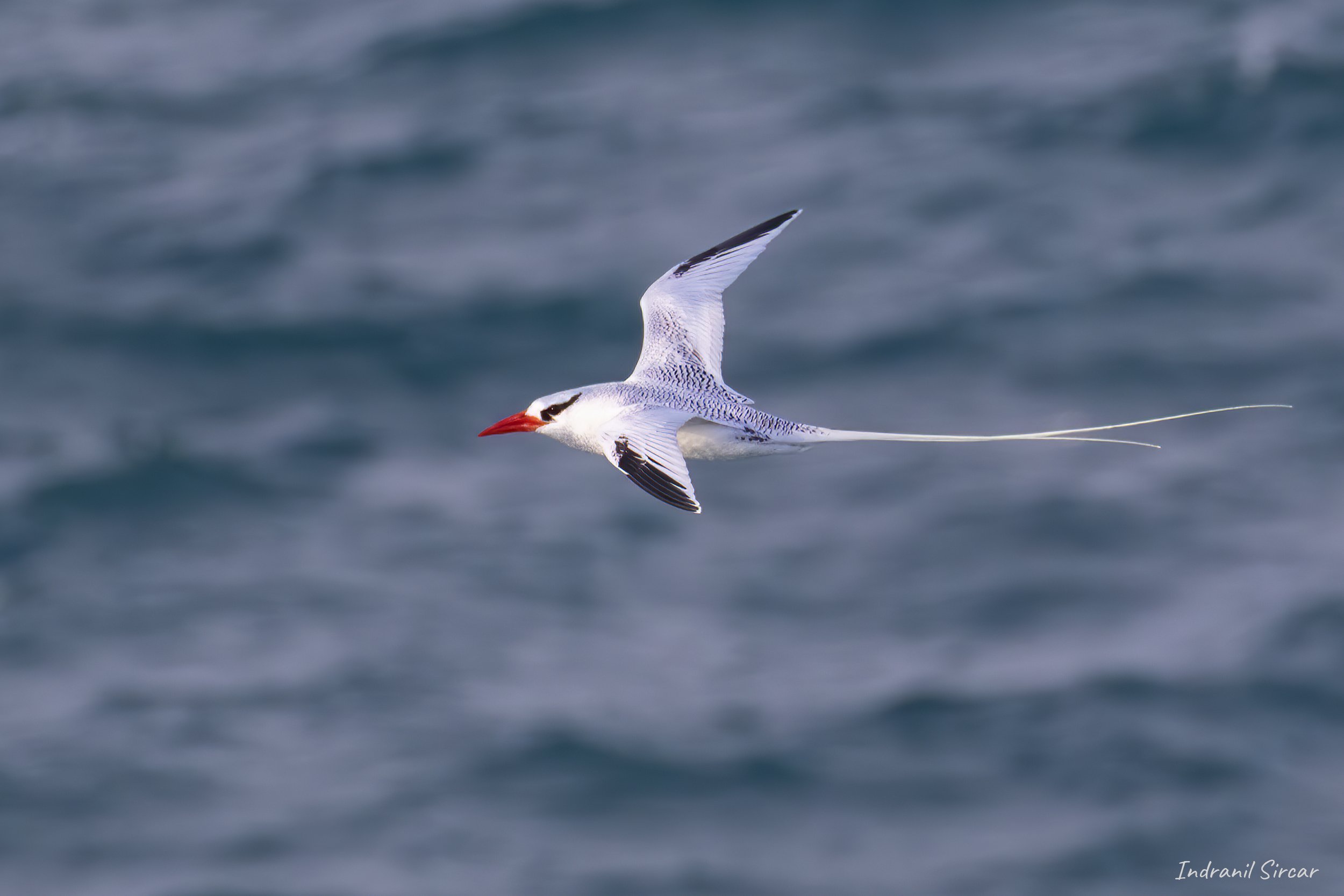 Red-billed_Tropicbird_flying_L3A5180_Espaniola_PuntaSuarez_Galapagos_Equador.jpg