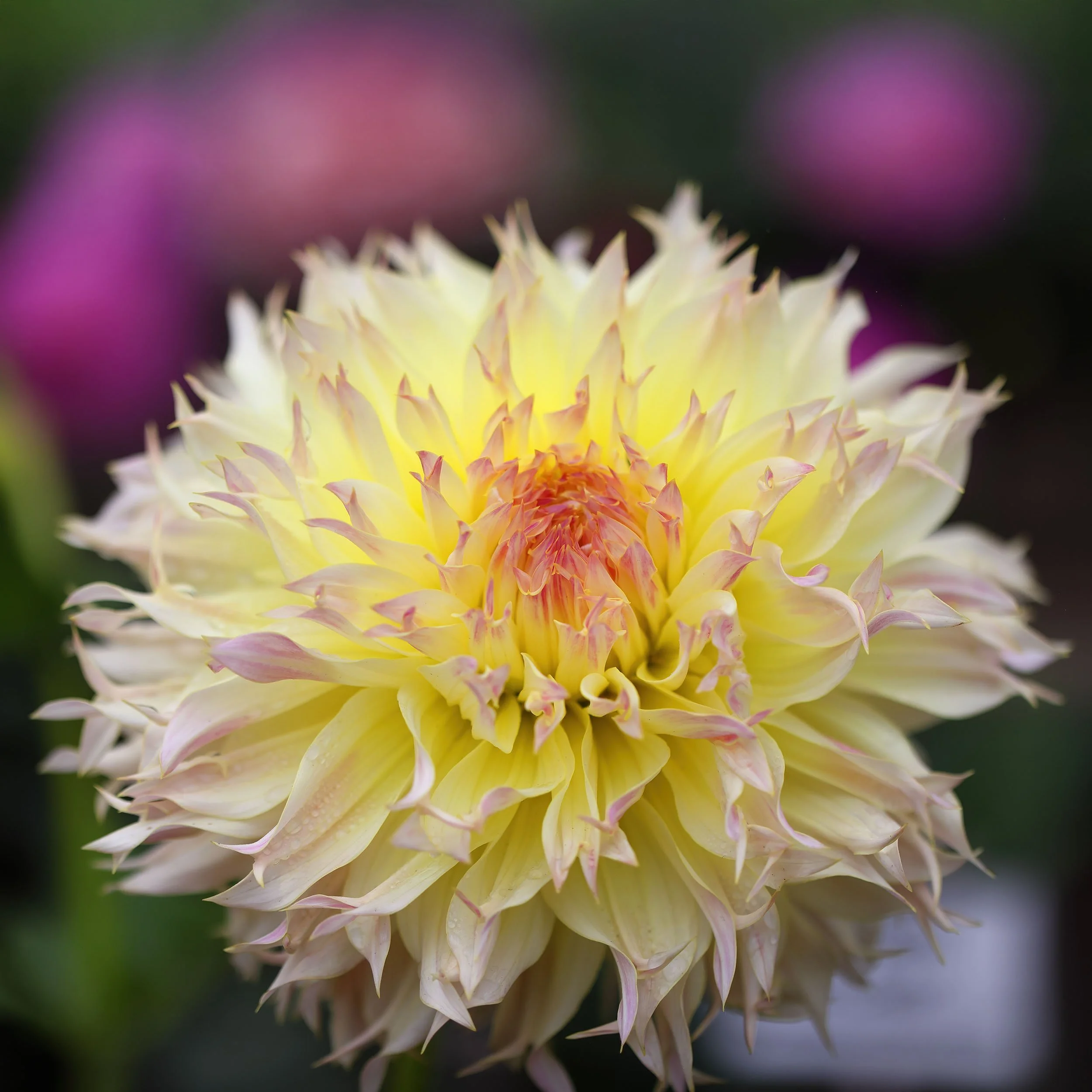 Dahlia_9U6A2721_R5_GoldenGatePark_CA.jpg