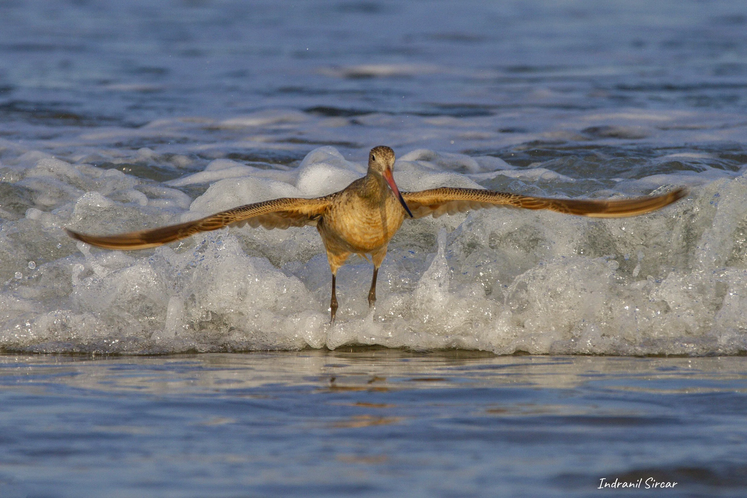 Marbled_godwit_takeoff_IMG_7D_62954_MorroBay_CA.jpg