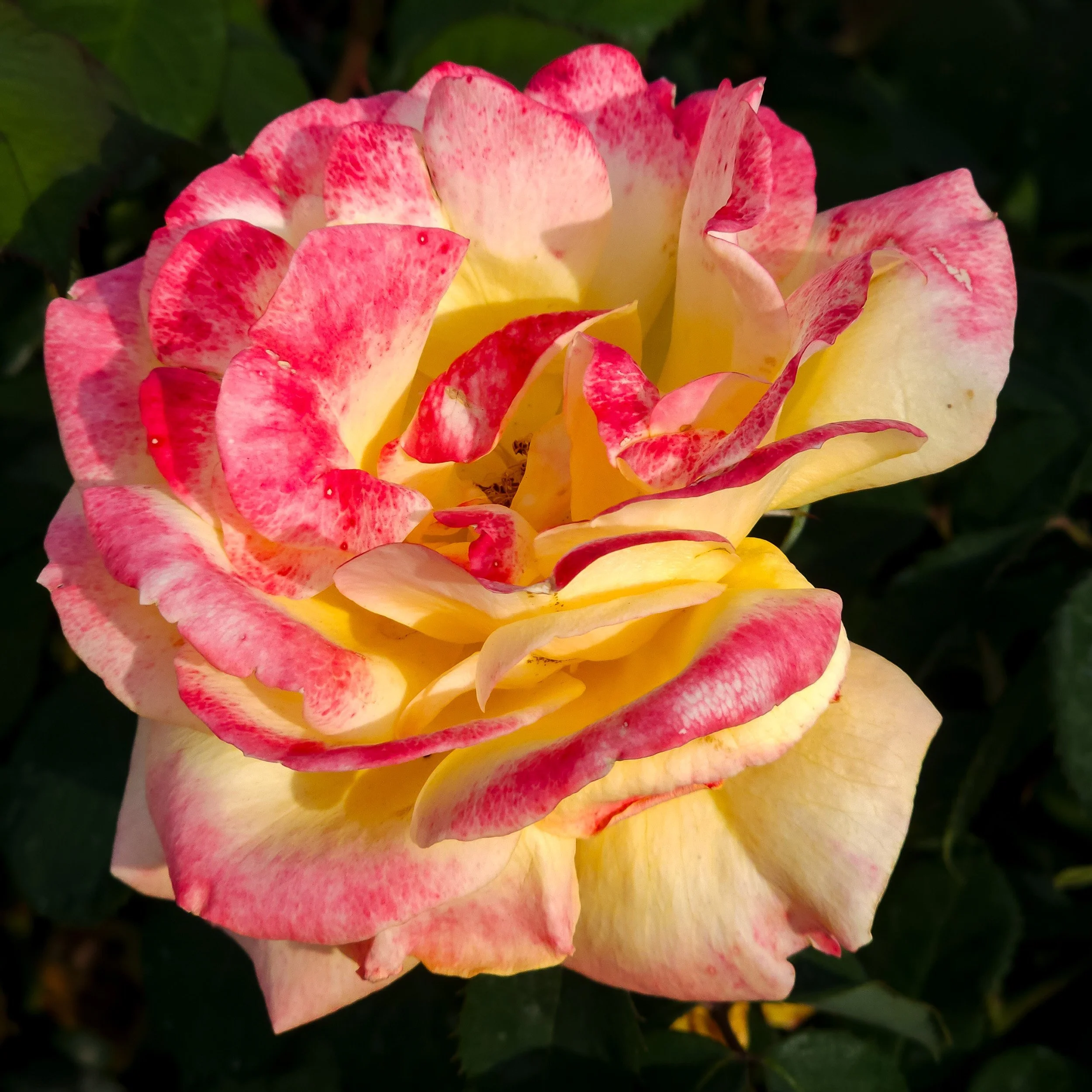 Hybrid_Tea_Rose6_Galexy_S23Ultra_SanJose_RoseGarden_CA.jpg