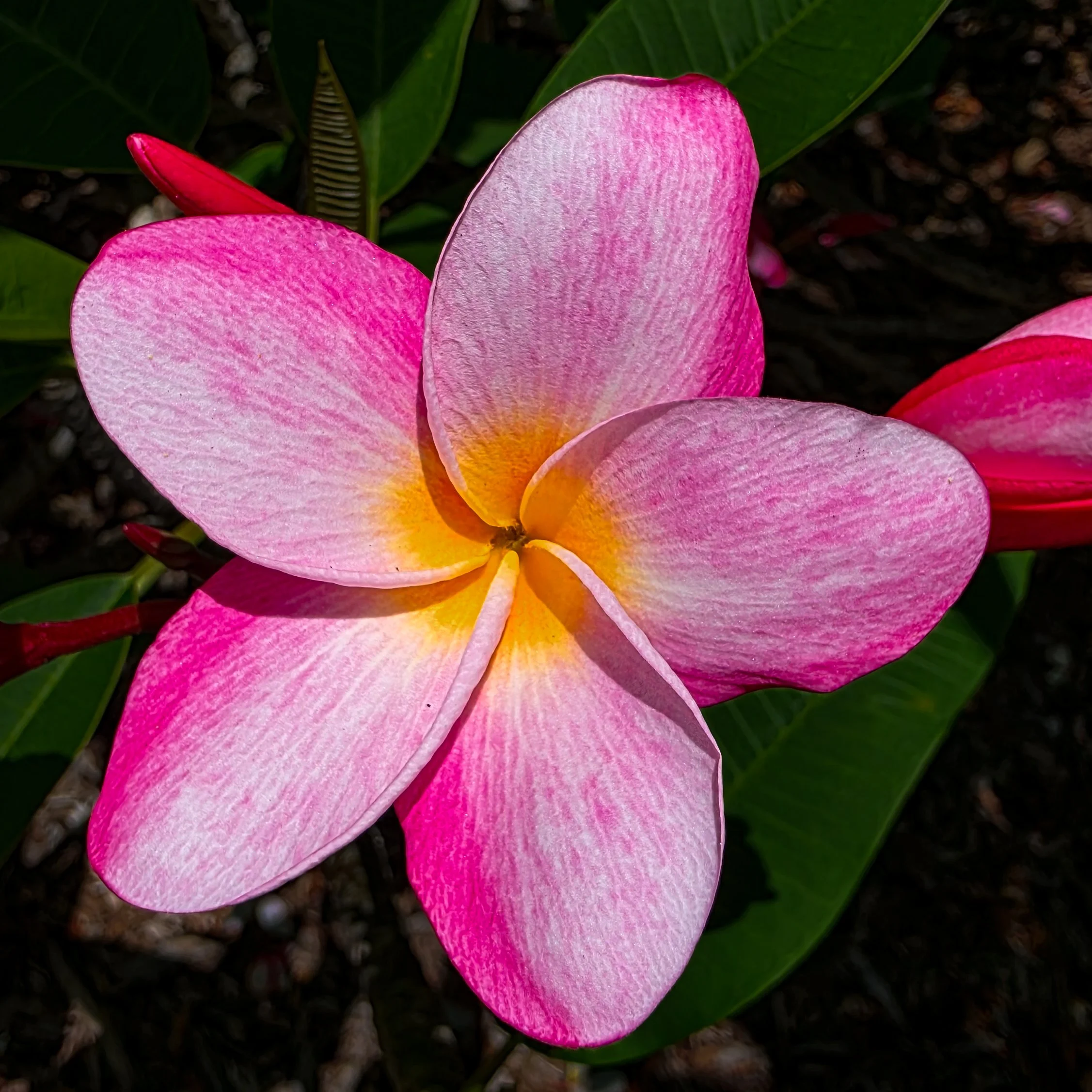 Plumerias, Koko Crater Botanical Garden, Oahu, Hawaii