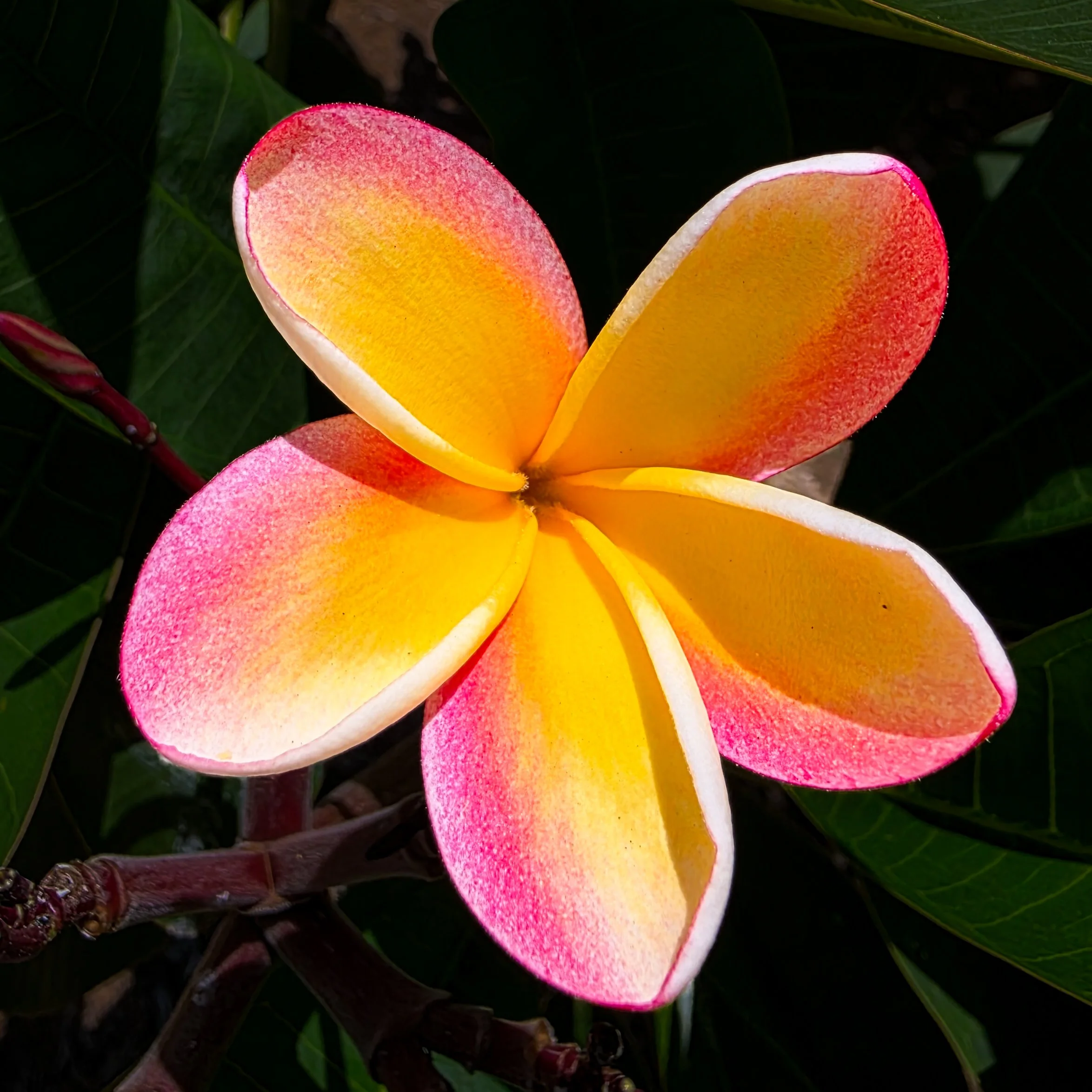 Plumerias, Koko Crater Botanical Garden, Oahu, Hawaii