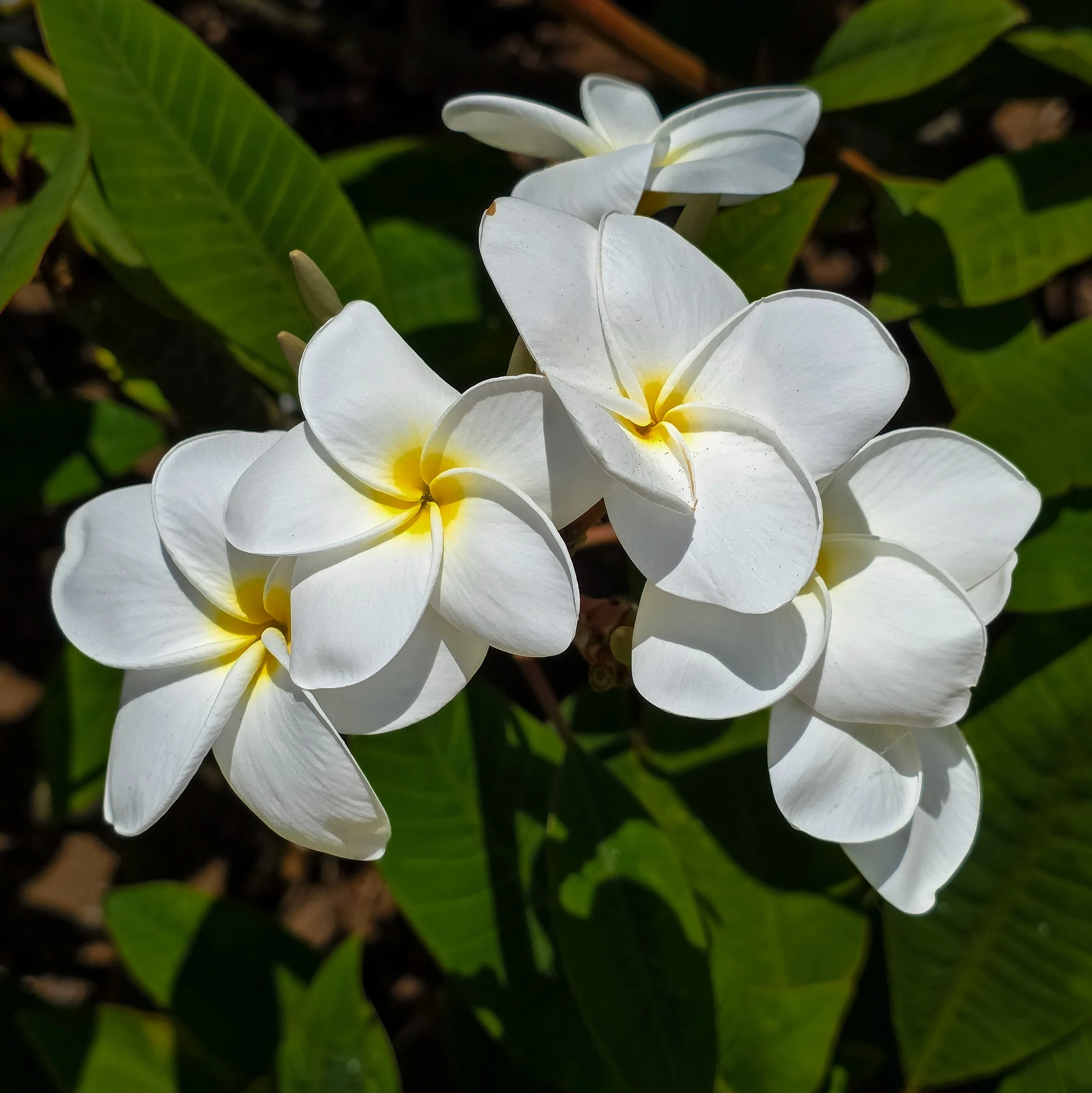 Plumerias, Koko Crater Botanical Garden, Oahu, Hawaii