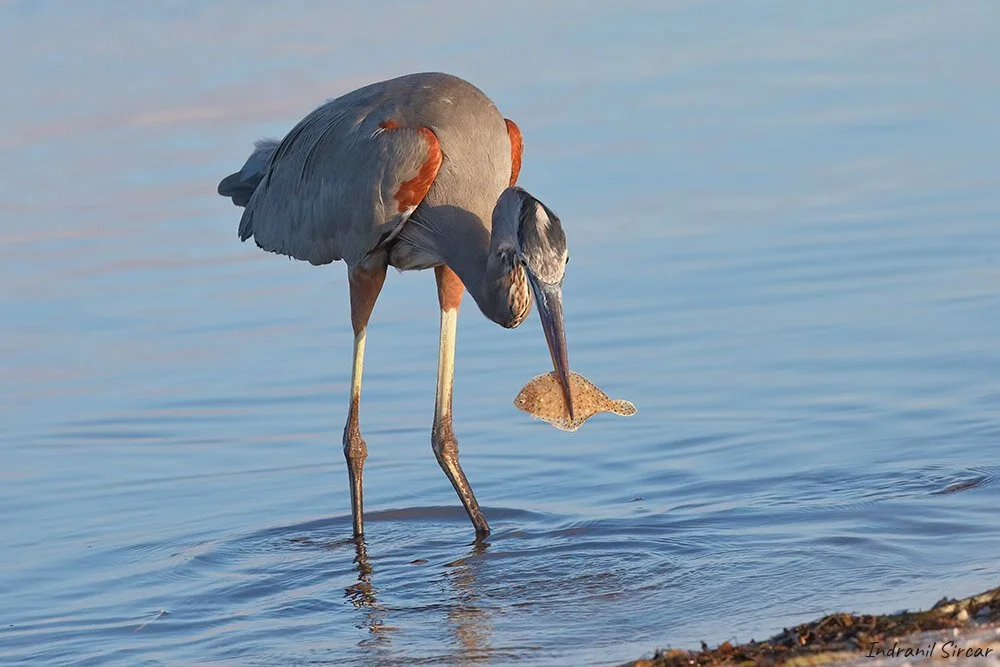Great_Blue_Heron_with_Flounder_45A0546_FtDeSoto_FL.jpg
