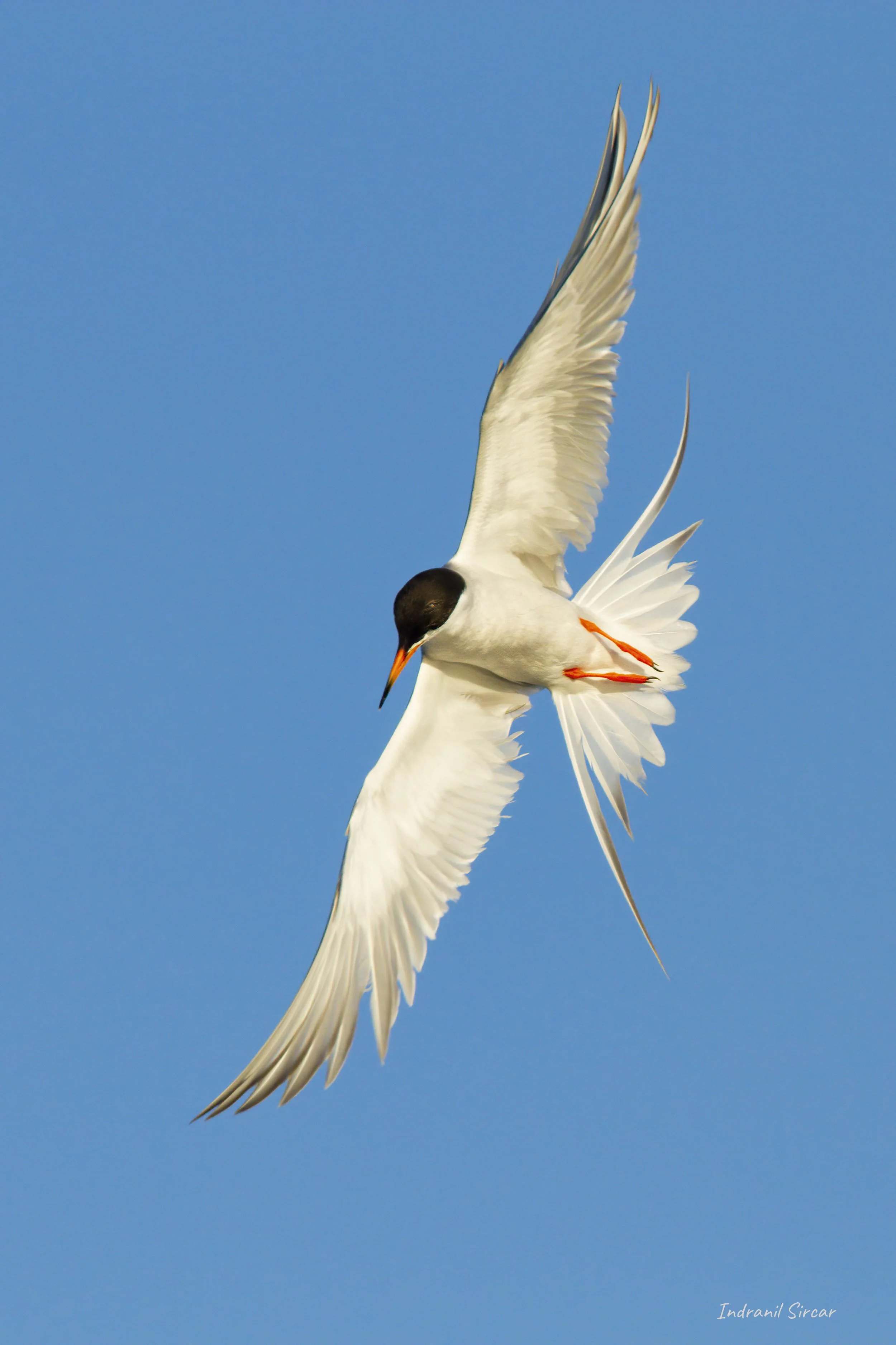 Diving_Common_Tern_IMG_7D_07218_SanAntonio_Baylands_CA.jpg