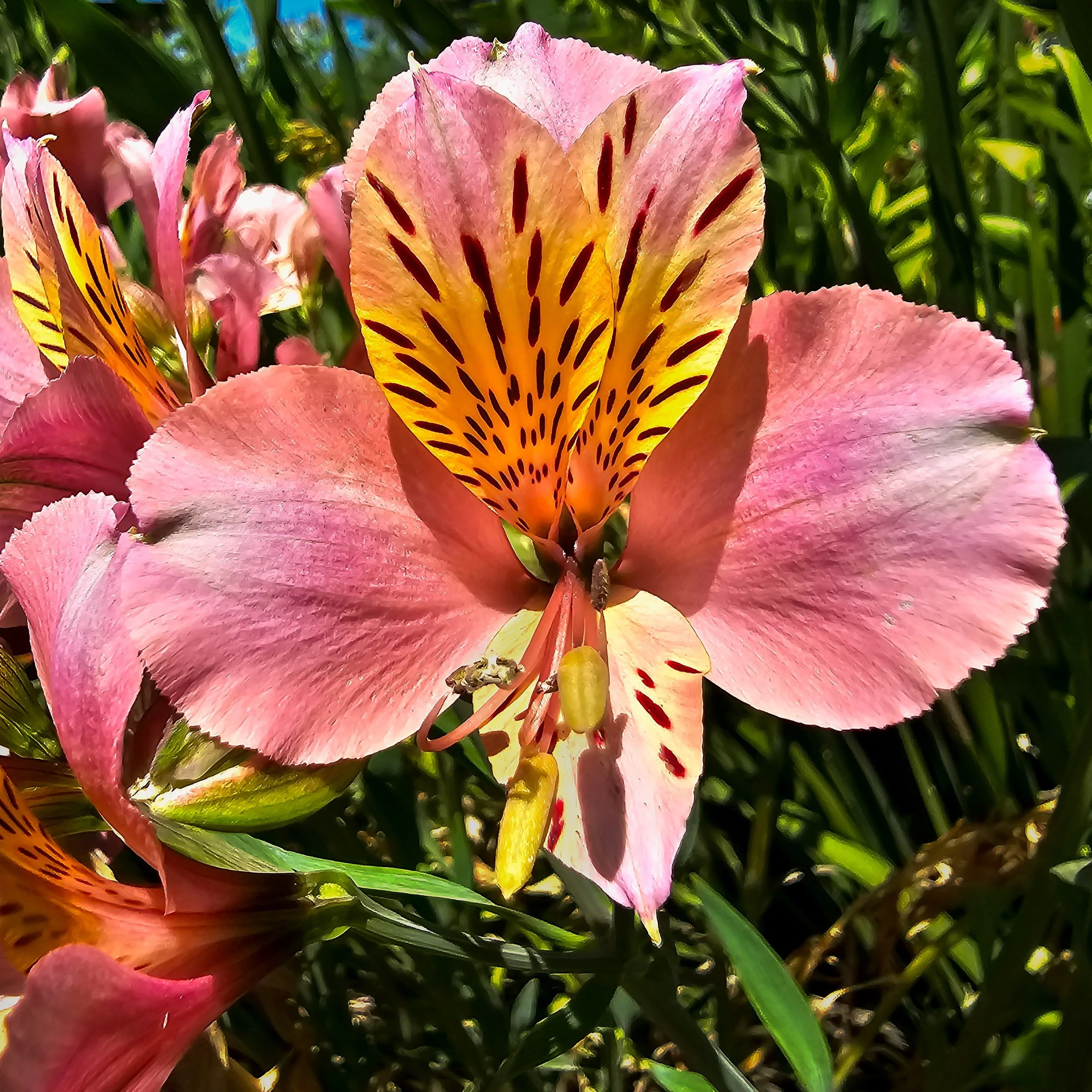 Lily_of_the_Incas_Galexy_S23Ultra_Lodi_CA.jpg