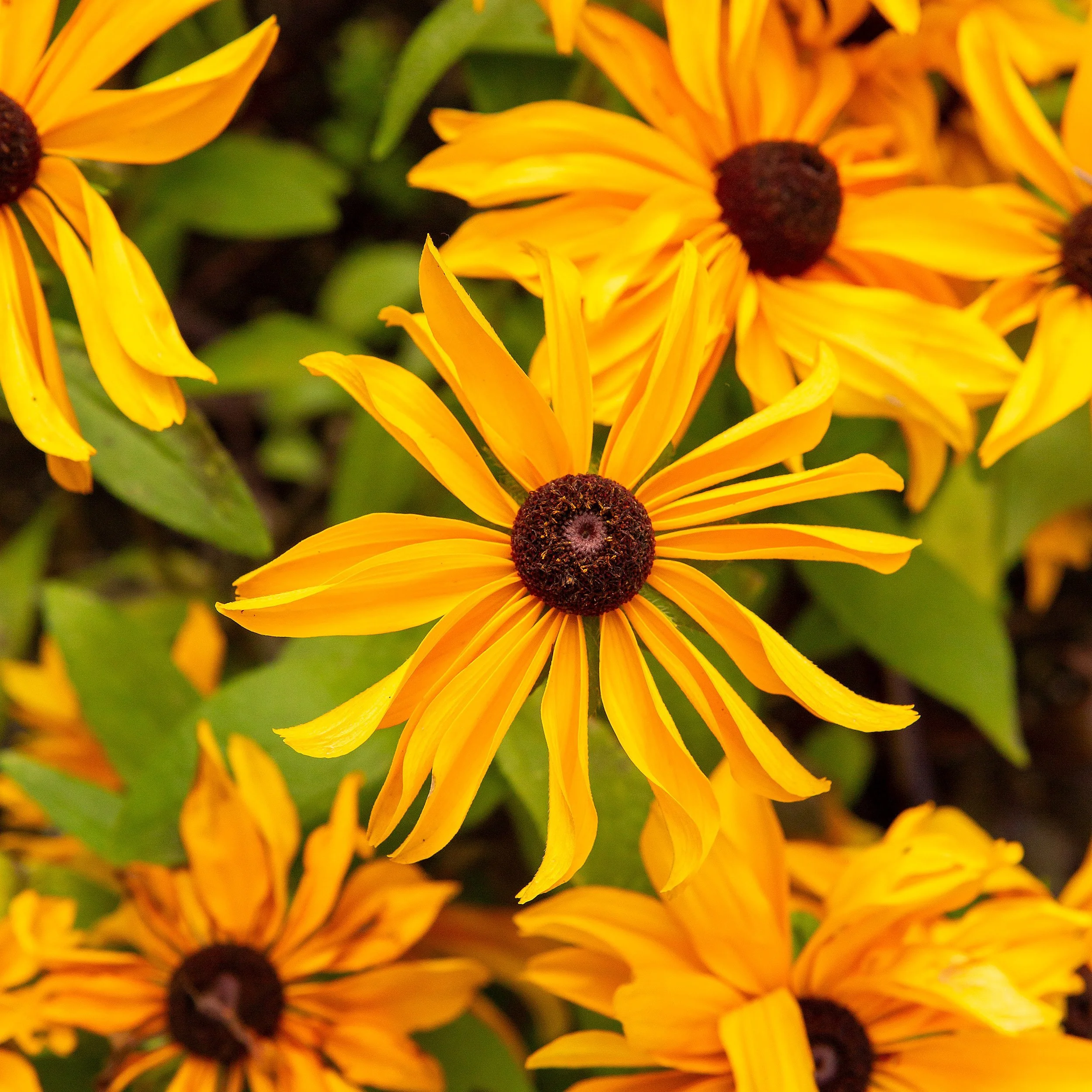 Black_Eyed_Susan_5D Mark III_3687_ButchartGarden_BC.jpg