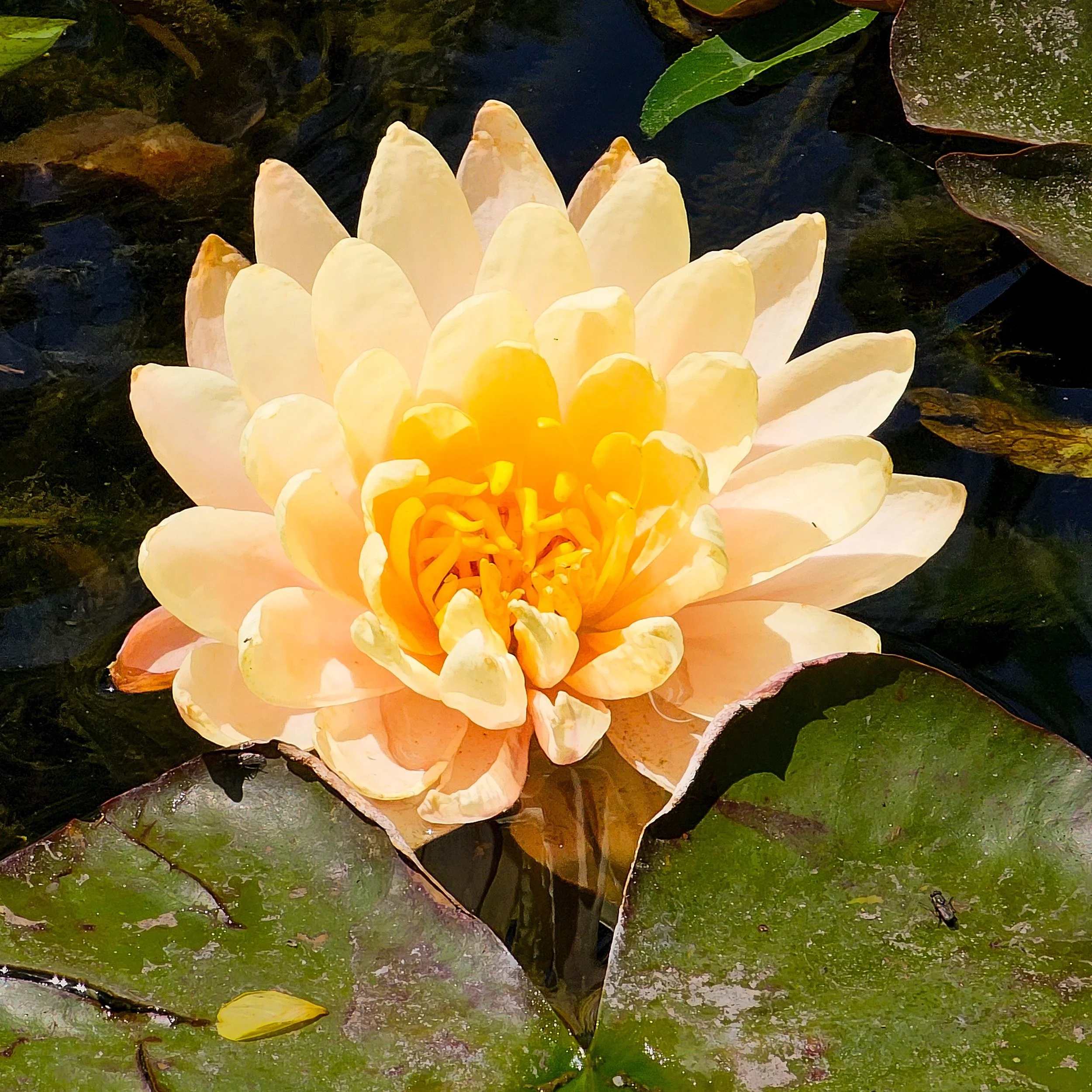 Lotus, Lodi, CA