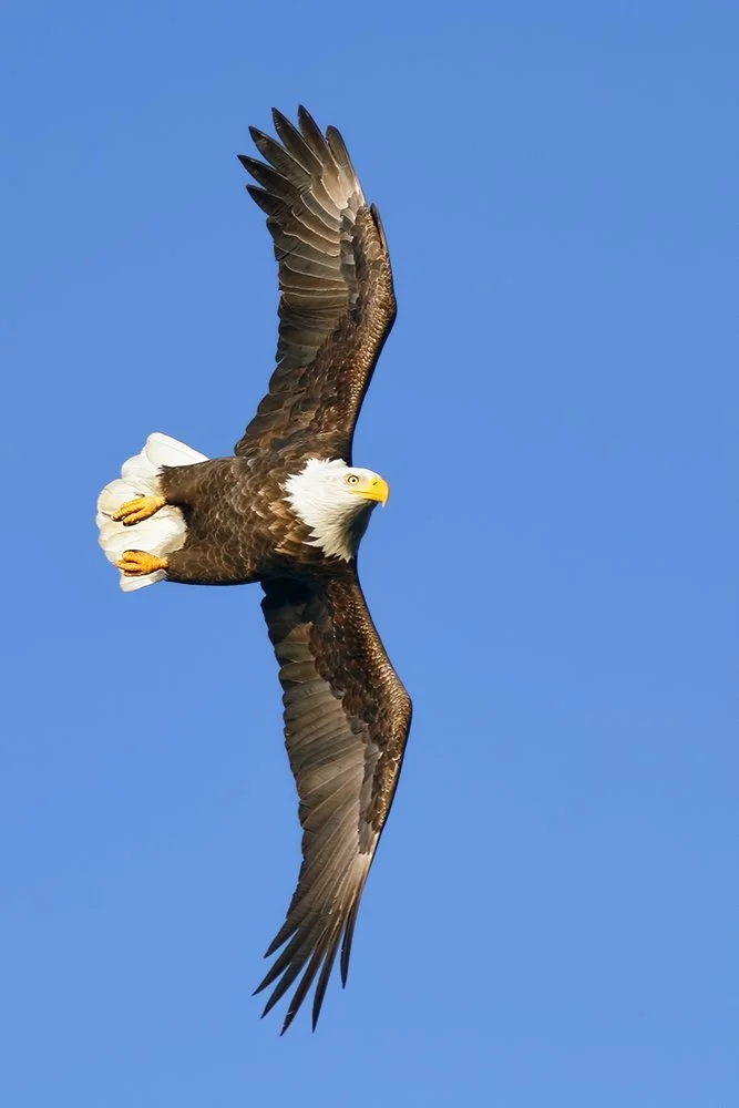 IMG_7D_64344_Homer_AK.jpg
