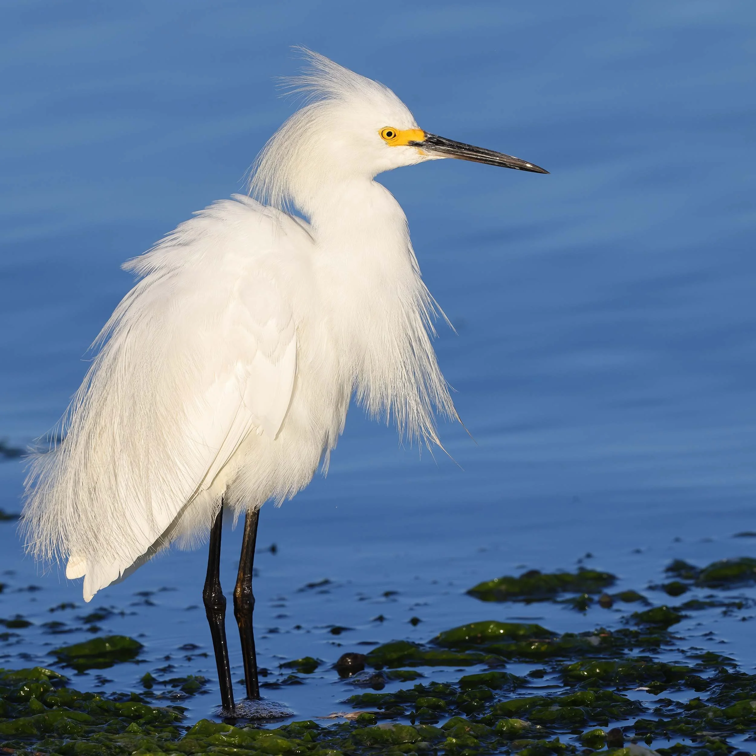 Snowy Egret in breeding plumage