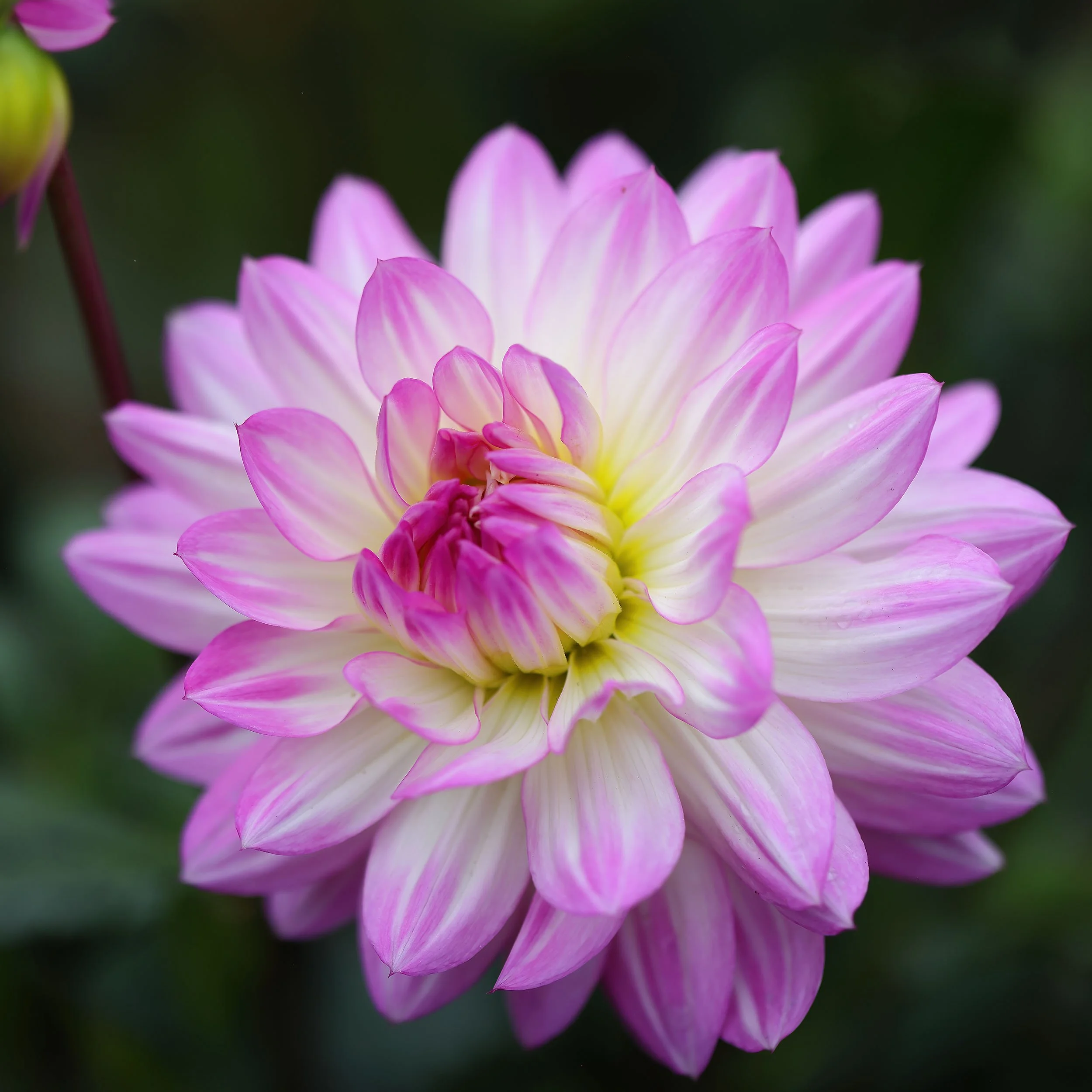 Dahlia_9U6A2813_R5_GoldenGatePark_CA.jpg