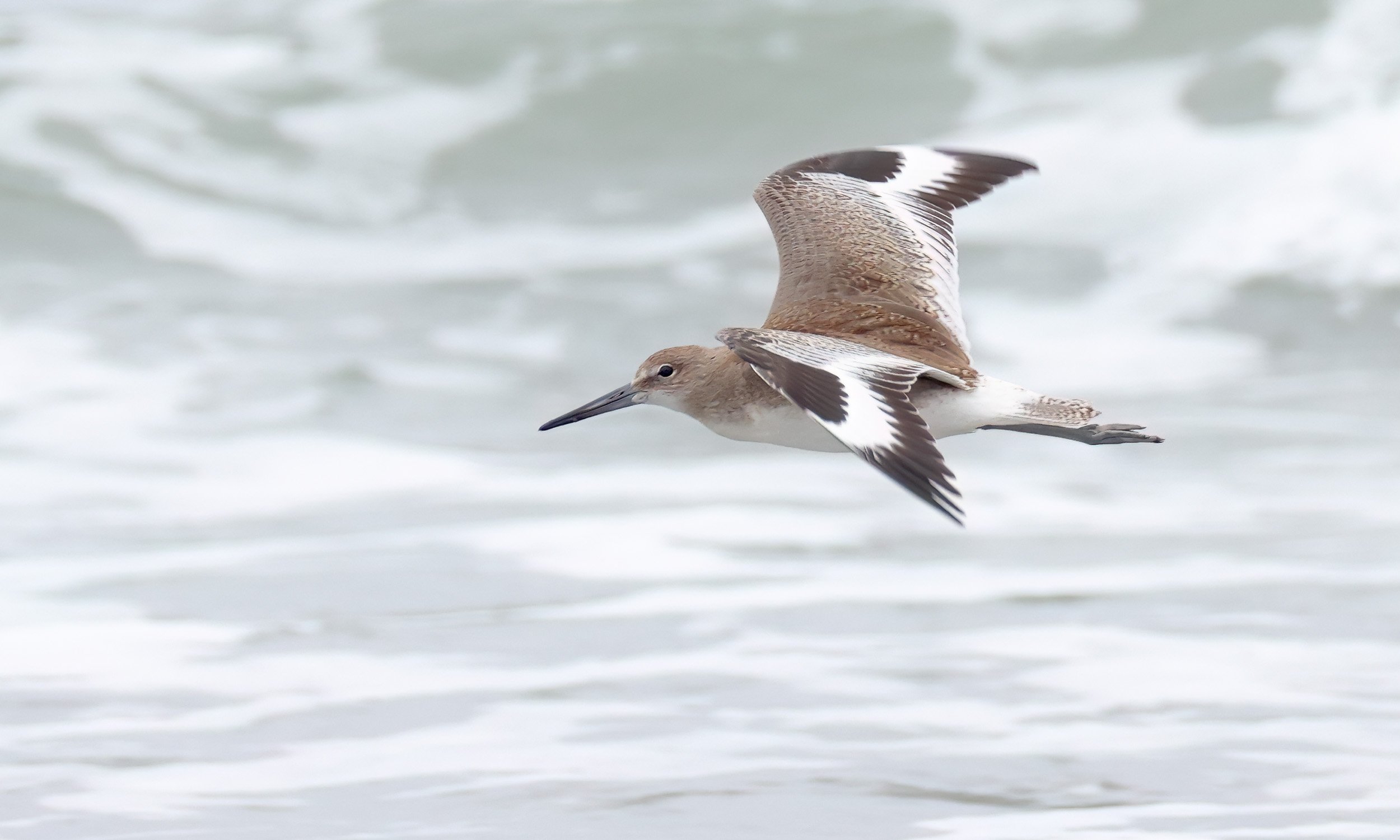 A juvenile Willet in Flight, Moss Landing, CA