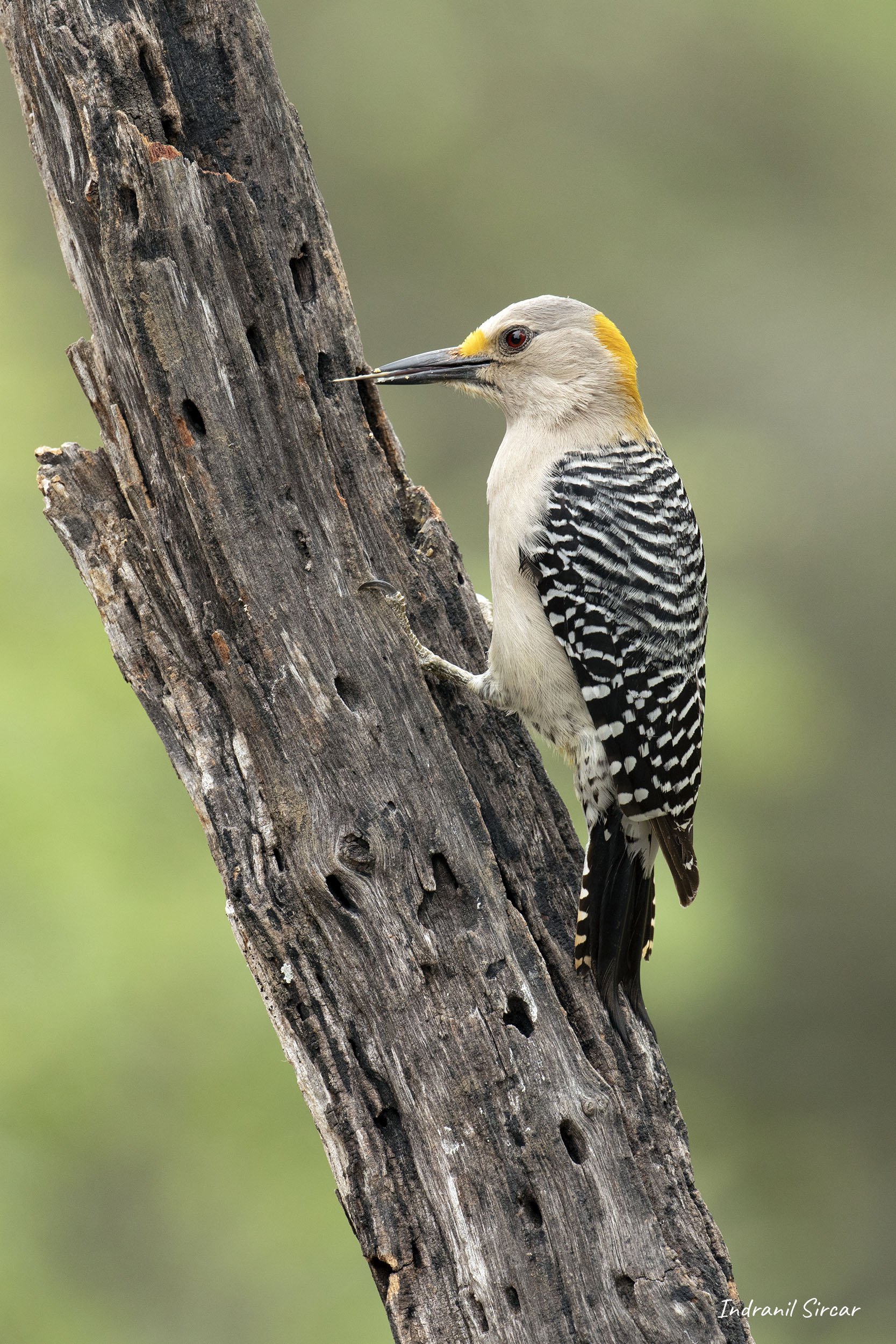 Golden-fronted_Woodpecker_female_45A0449_19-04-12_RioGrande_TX.jpg