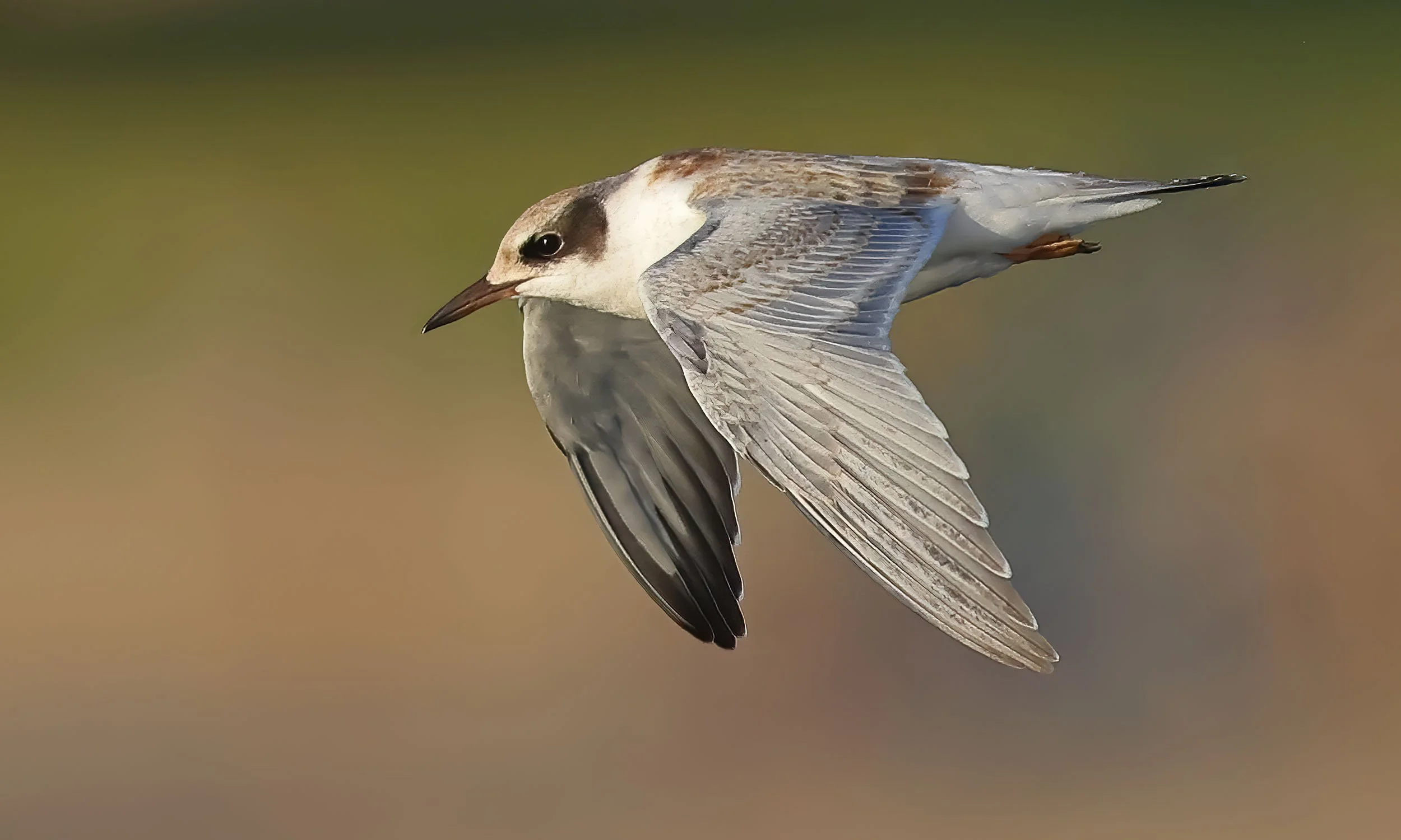Juvenile Forster's Tern, Shoreline, Mountainview, CA
