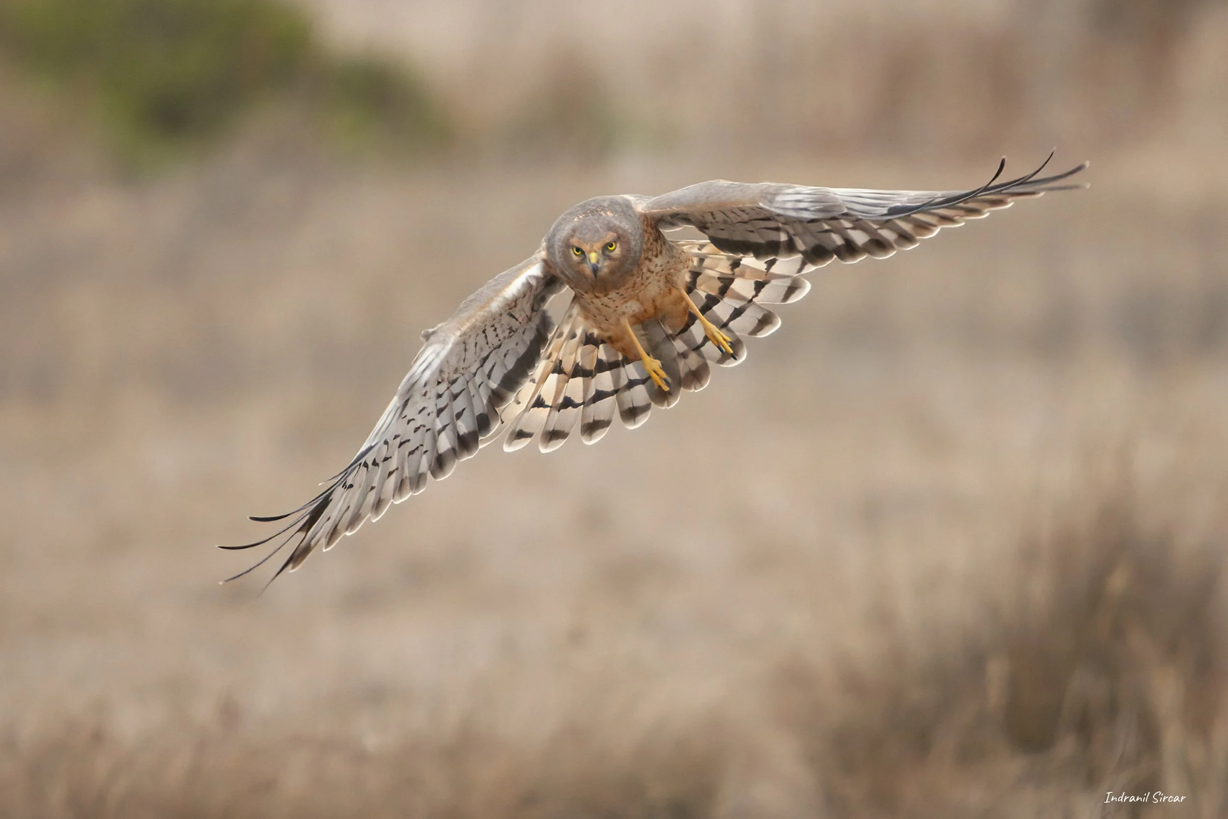Northern_Harrier_IMG_40D_24010_BluffTop_HalfMoonBay_CA.jpg