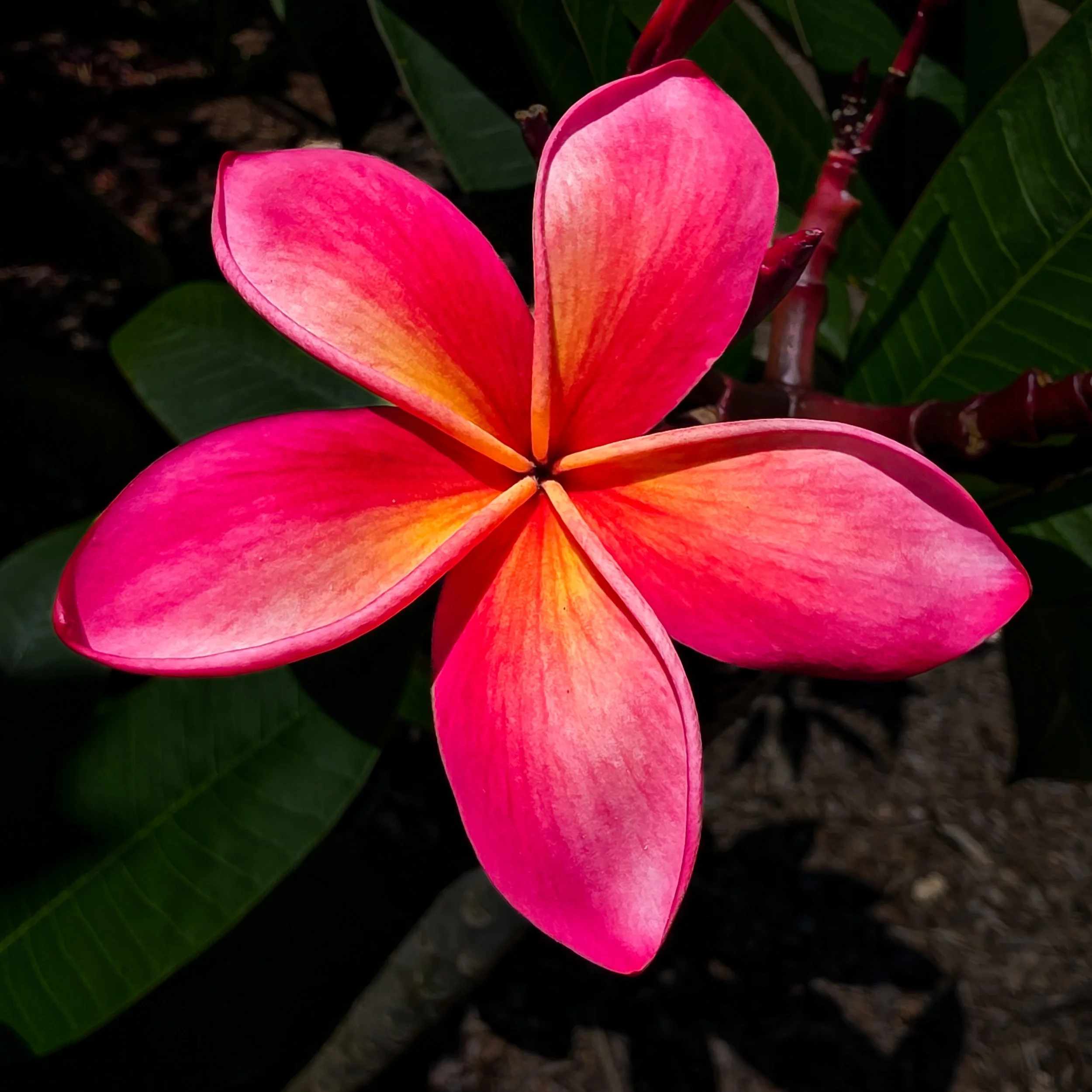 Plumerias, Koko Crater Botanical Garden, Oahu, Hawaii