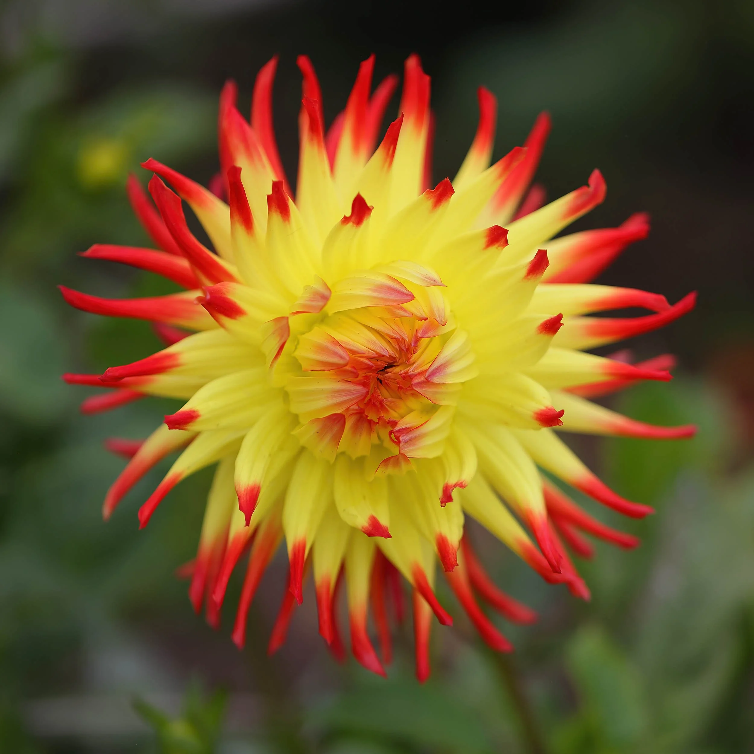 Dahlia__9U6A2797_R5_GoldenGatePark_CA.jpg