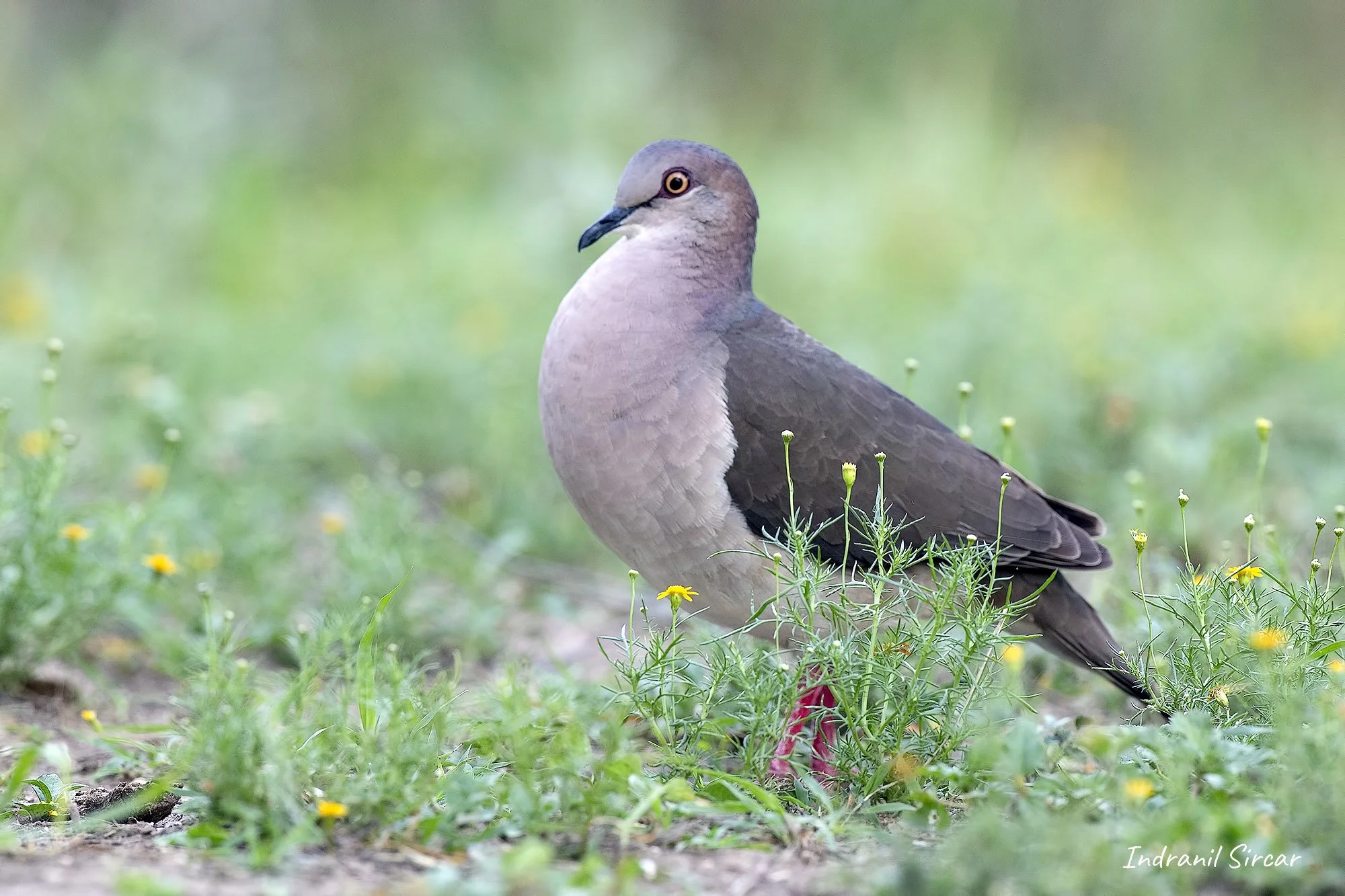 white_tipped_dove_45A0906_19-04-13_RioGrande_TX.jpg