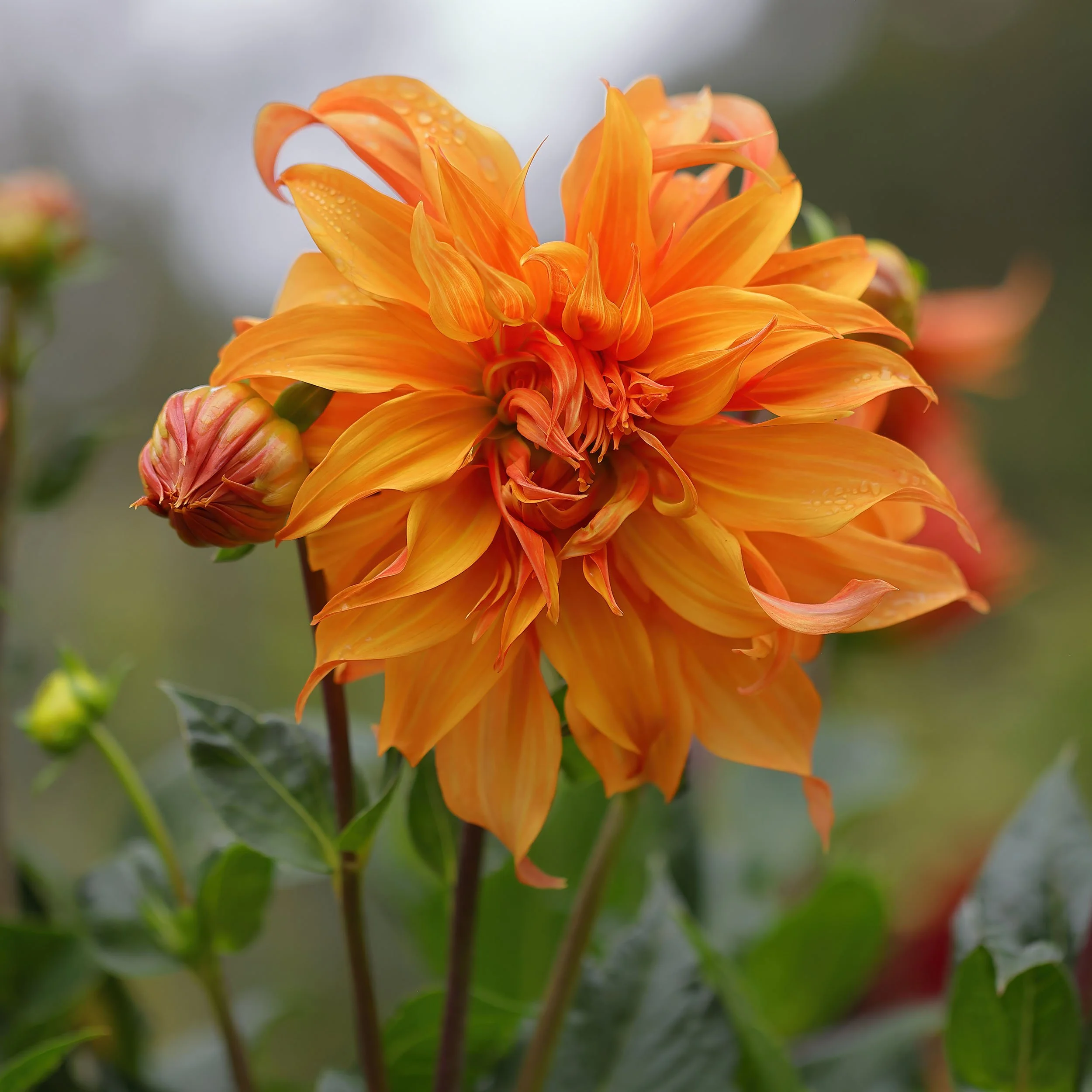 Dahlia_9U6A2730_R5_GoldenGatePark_CA.jpg