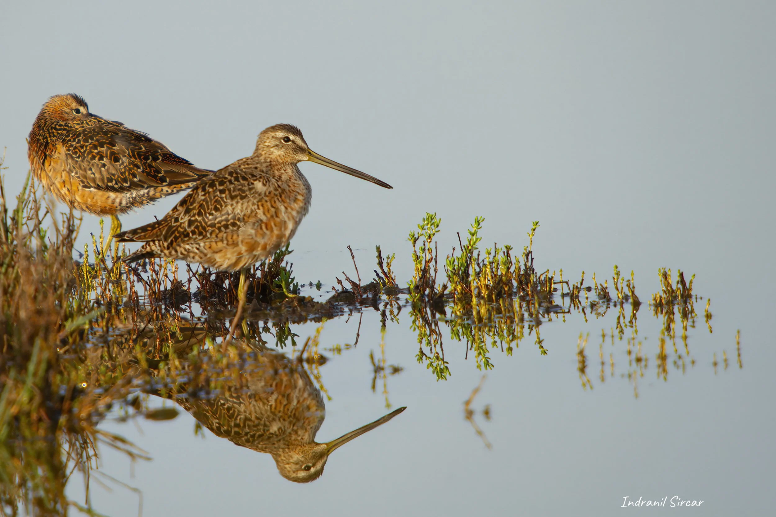 Long-billed_Dowitcher_IMG_7D_04342_DonEd_CA.jpg