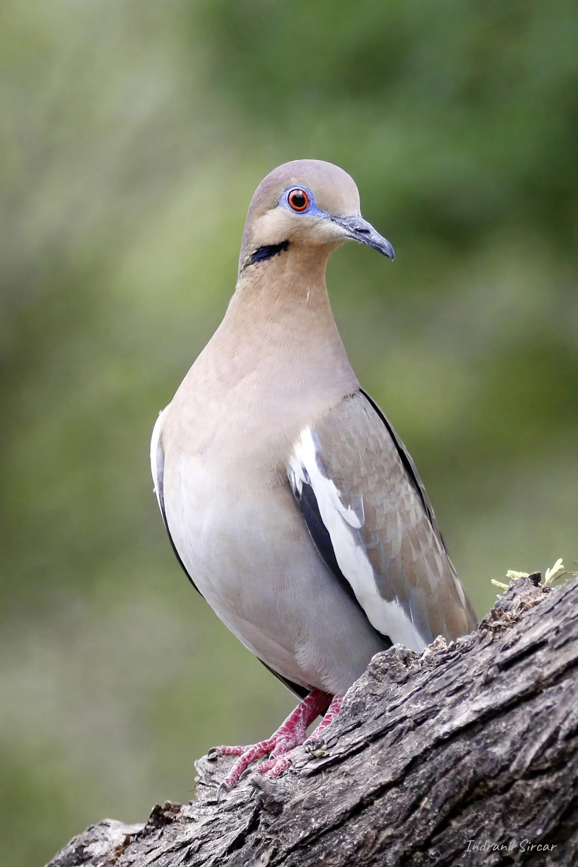 white-winged_dove_L3A7861_19-04-12_RioGrande_TX.jpg