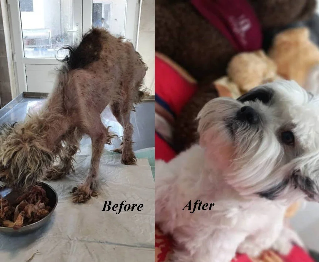 The Day Leo Was Freed