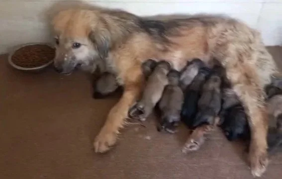 The Strength of a Mother’s Love