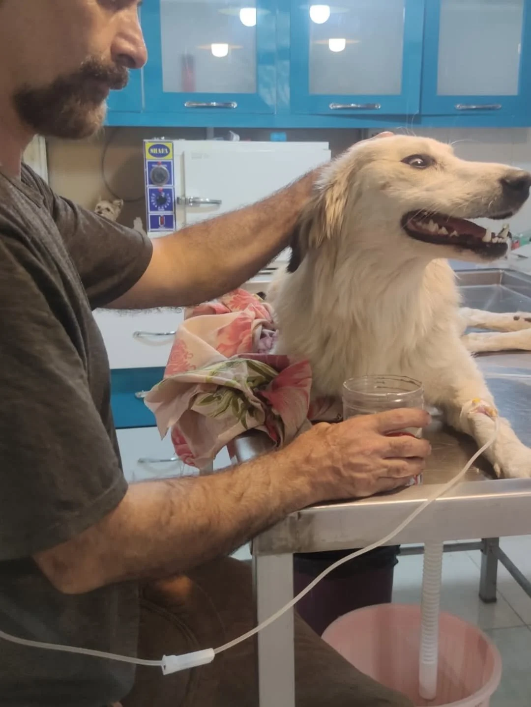 Shotgun Pellets and the Will to Live