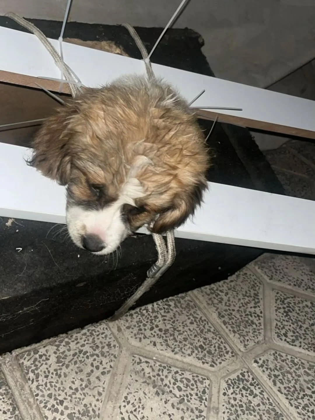 Ivy’s Story: Growing Through the Cracks