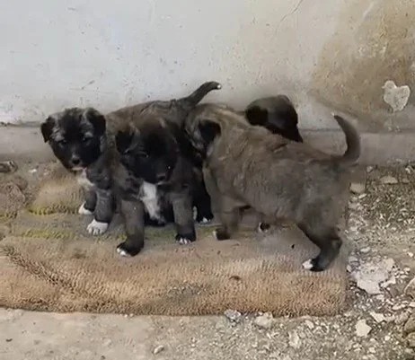 The Well That Could Not Take Them