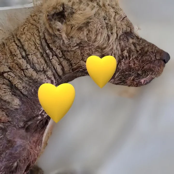 Rescue From the Edge: A Body of Bones, A Spirit of Steel