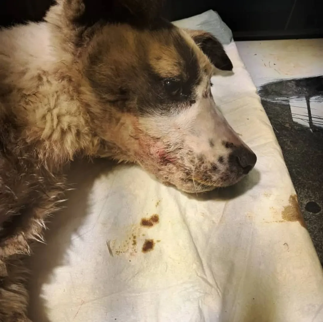 A Broken Jaw, a Three-Hour Miracle, And a Second Chance At Life