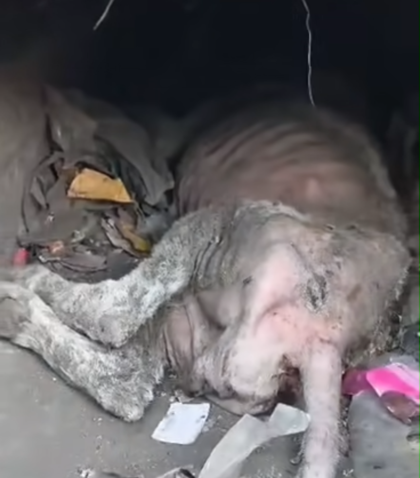 His Body Broken, His Eyes Full of Sorrow — And Still, There Remained a Spark