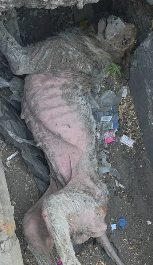 WhatsApp Image 2025-09-07 at 05.20.59_e6e7a5ff.jpg