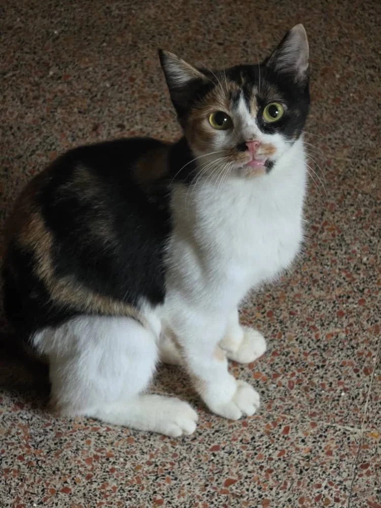 Nine Lives and a Second Chance