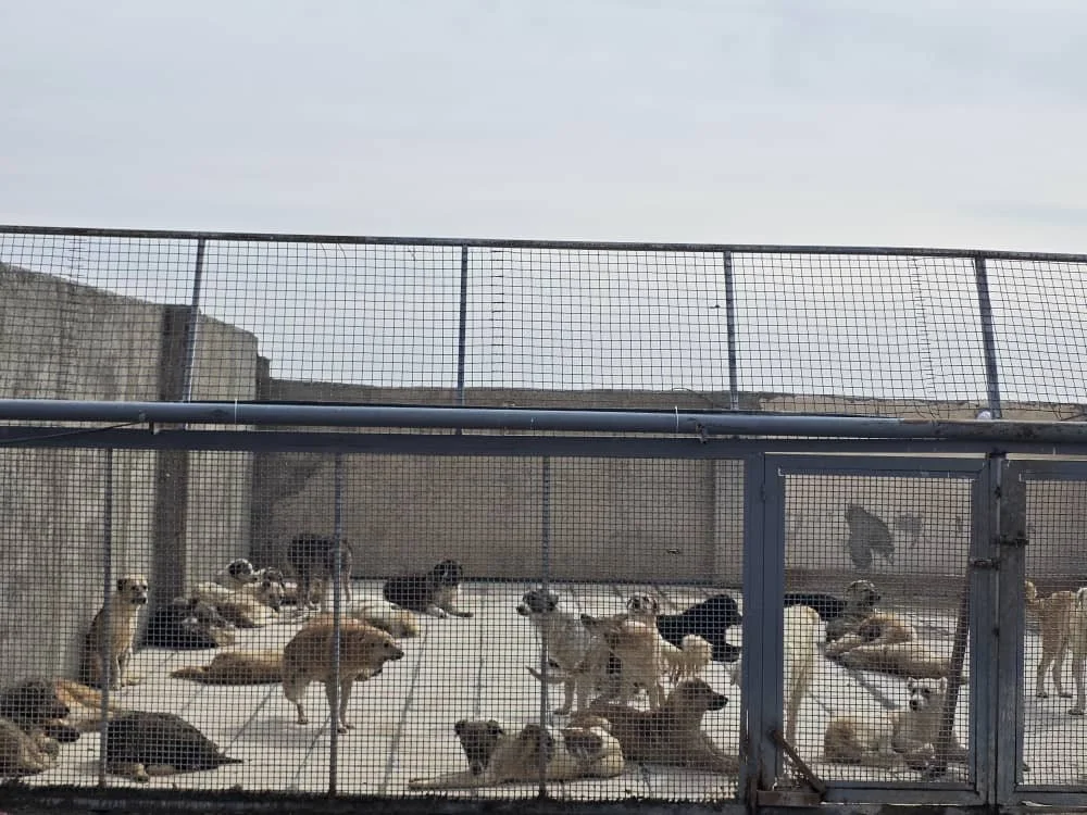 WhatsApp Image 2026-03-17 at 8.10.24 AM.jpeg