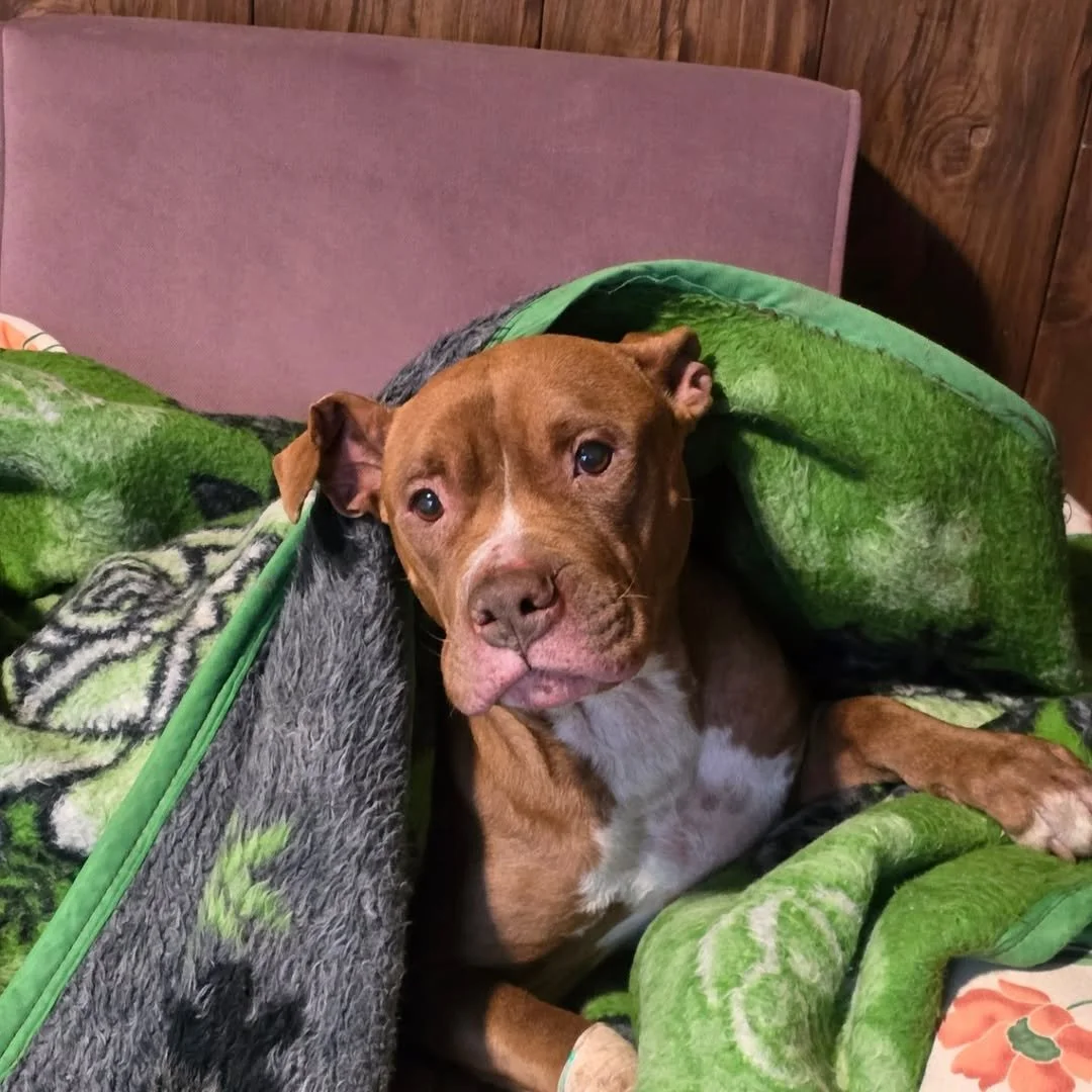 SaveGram.App_475475639_17991939098766031_968693452515413359_n (1).jpg