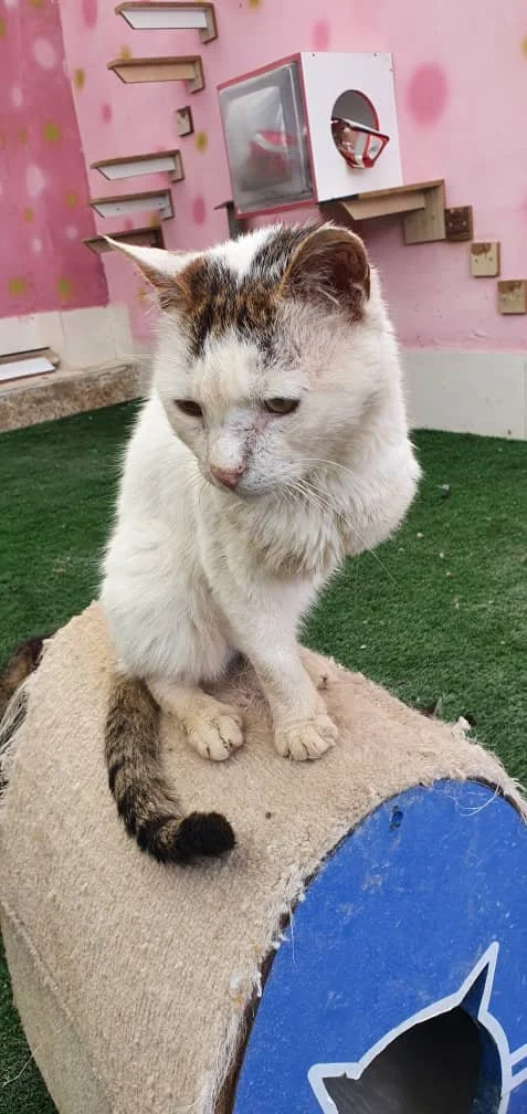 WhatsApp Image 2025-09-07 at 04.54.33_3c4b64d8.jpg