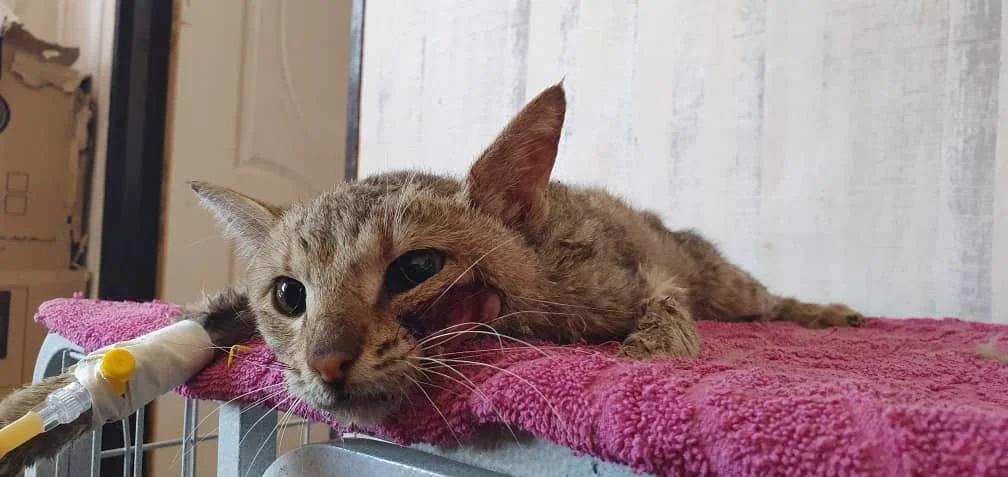 WhatsApp Image 2025-09-07 at 04.44.10_7a02ce9a.jpg