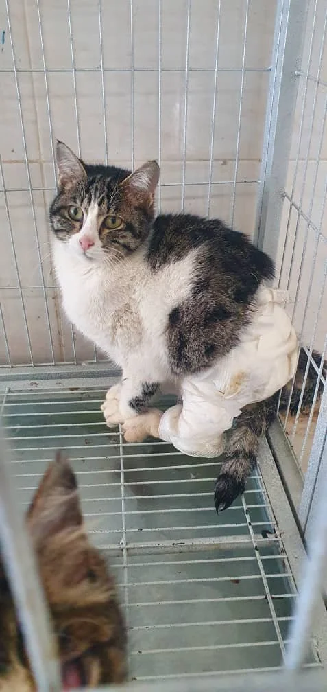 WhatsApp Image 2025-09-07 at 04.52.39_ab161a55.jpg