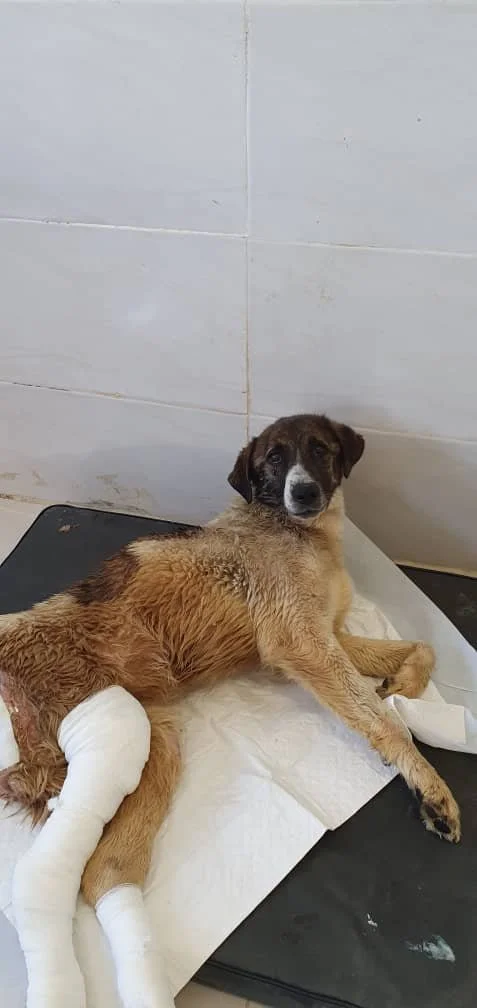 WhatsApp Image 2025-09-07 at 04.54.31_a65cf01e.jpg