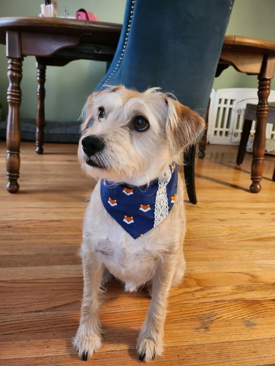 Fox & Fall Collection Pet Bandana