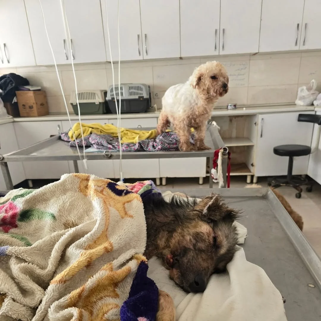 SaveGram.App_474760311_17991174842766031_1821043120108139457_n (1).jpg